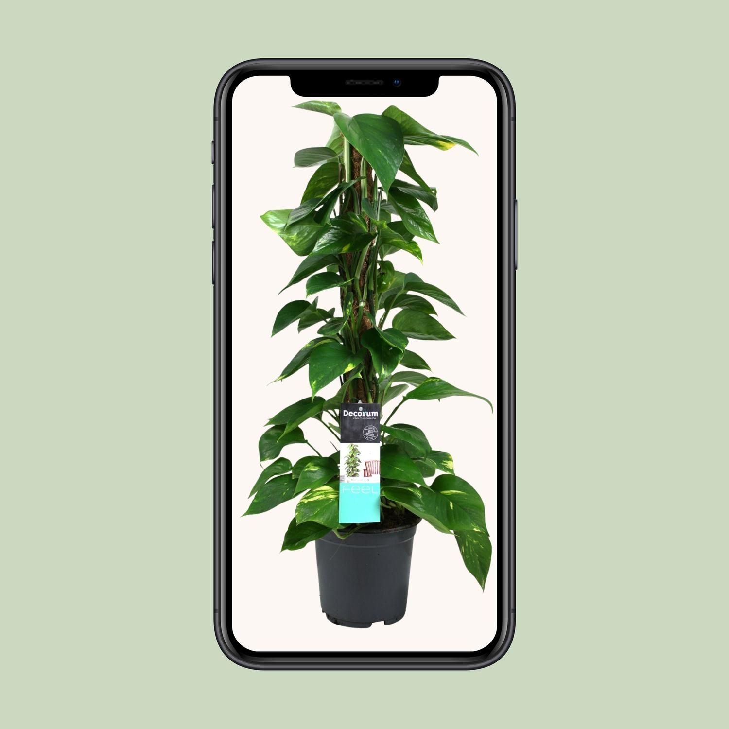 Elegante Scindapsus Zimmerpflanze mit hängenden Ranken
