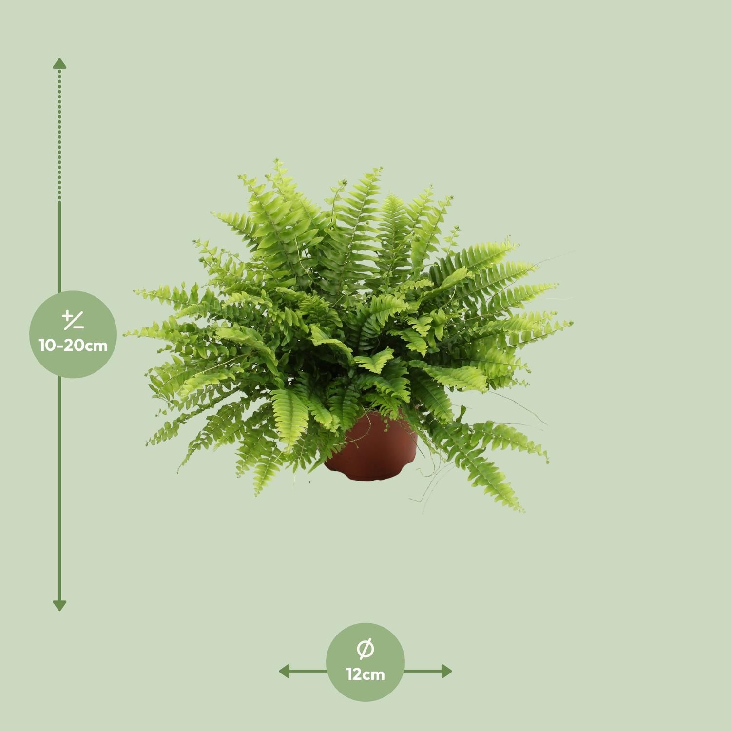 Nephrolepis Boston Green Farn Zimmerpflanze