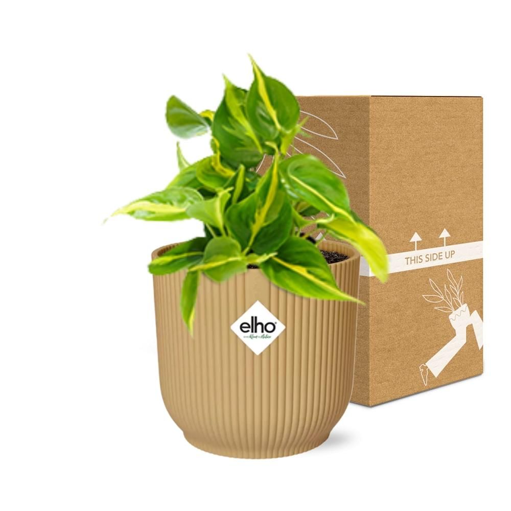 Philodendron Scandens Brasil Zimmerpflanze