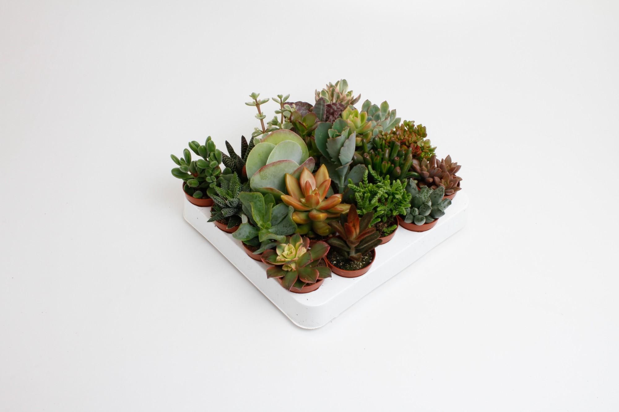 Sukkulenten Mix – 20 Stück – Ø 5,5cm – ↕ 10cm