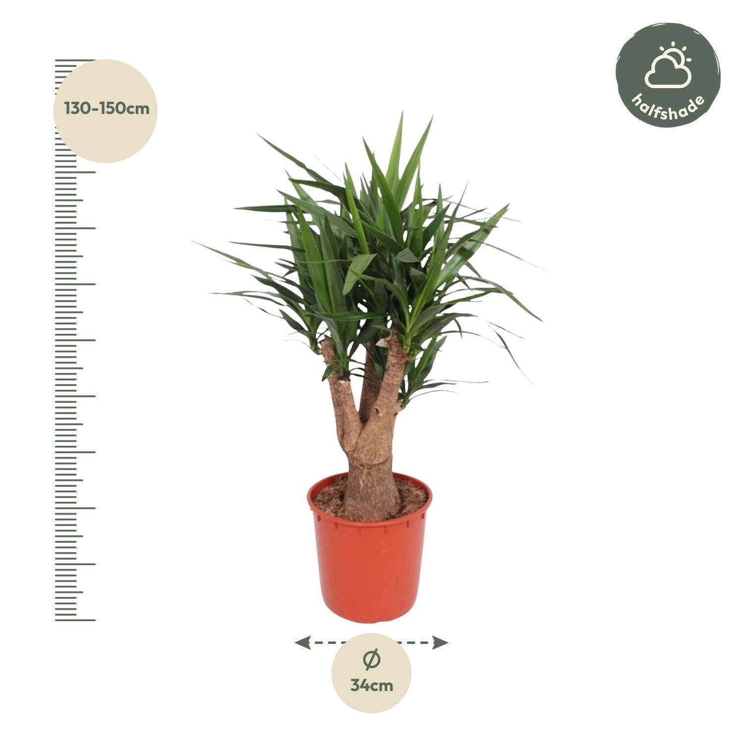 Yucca Elephantipes Zimmerpflanze mit verzweigtem Stamm