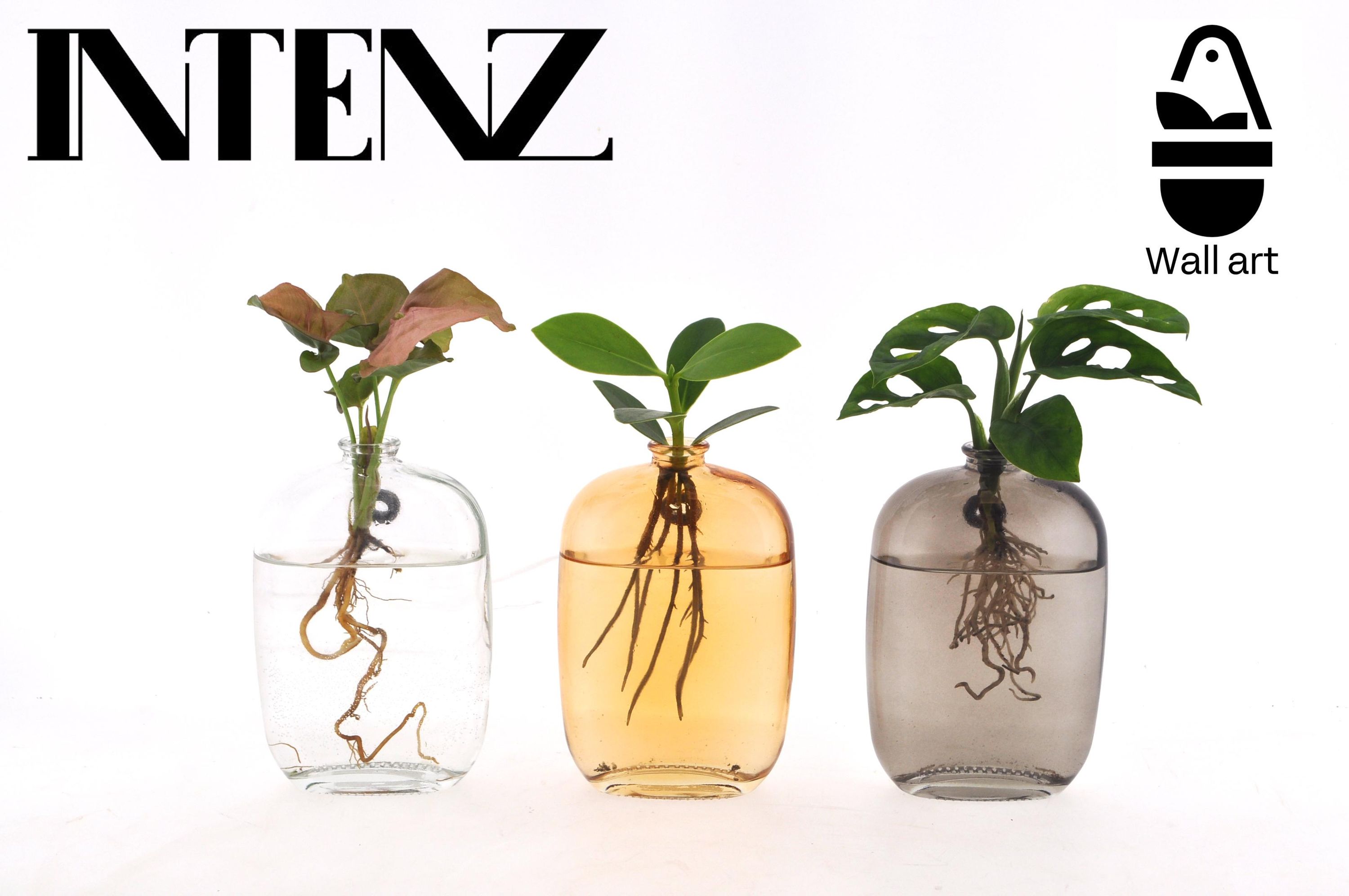 Zimmerpflanzen Mix | 3er Set | Inklusive Santiago Glas Wandvase