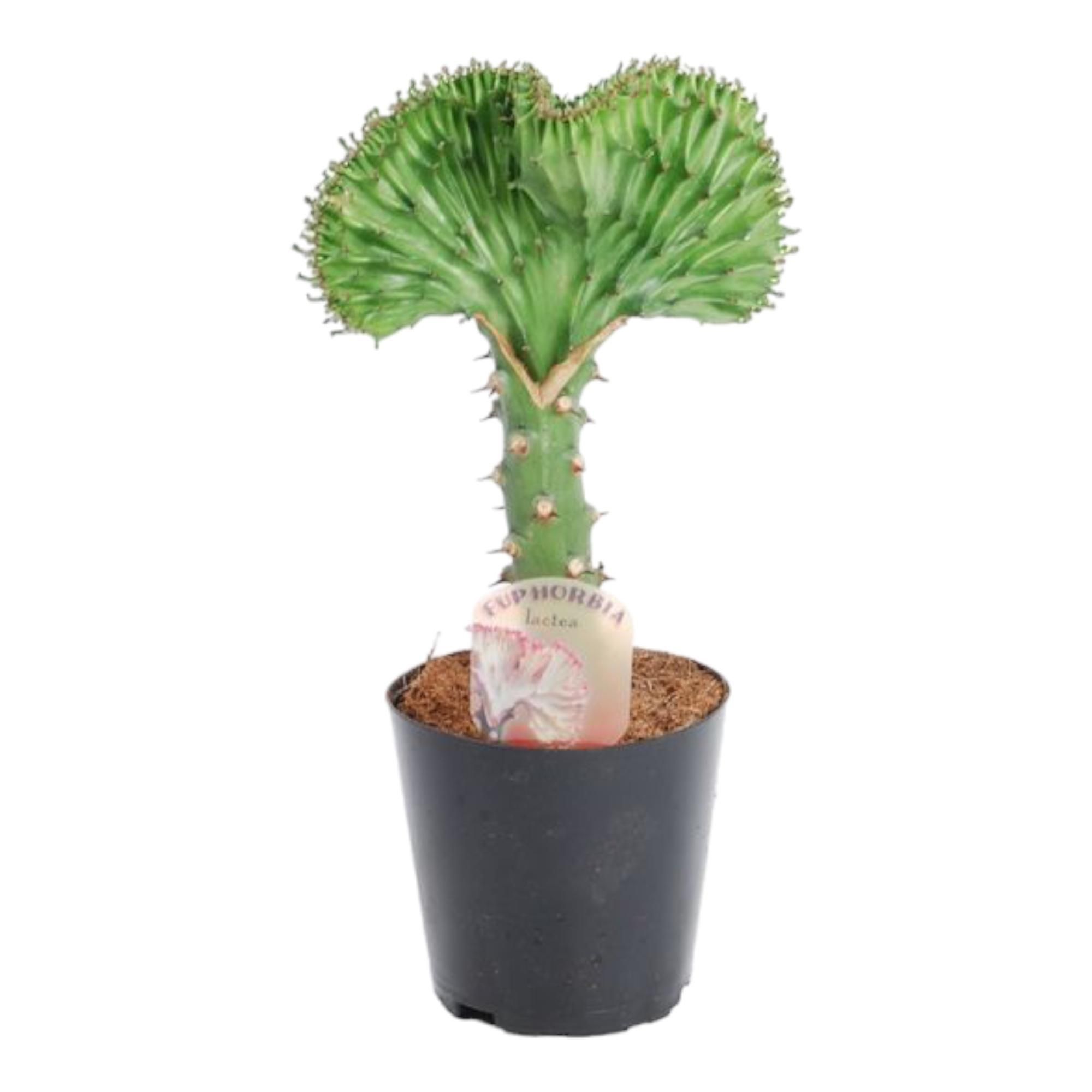 Euphorbia lactea Cristata Pflanze