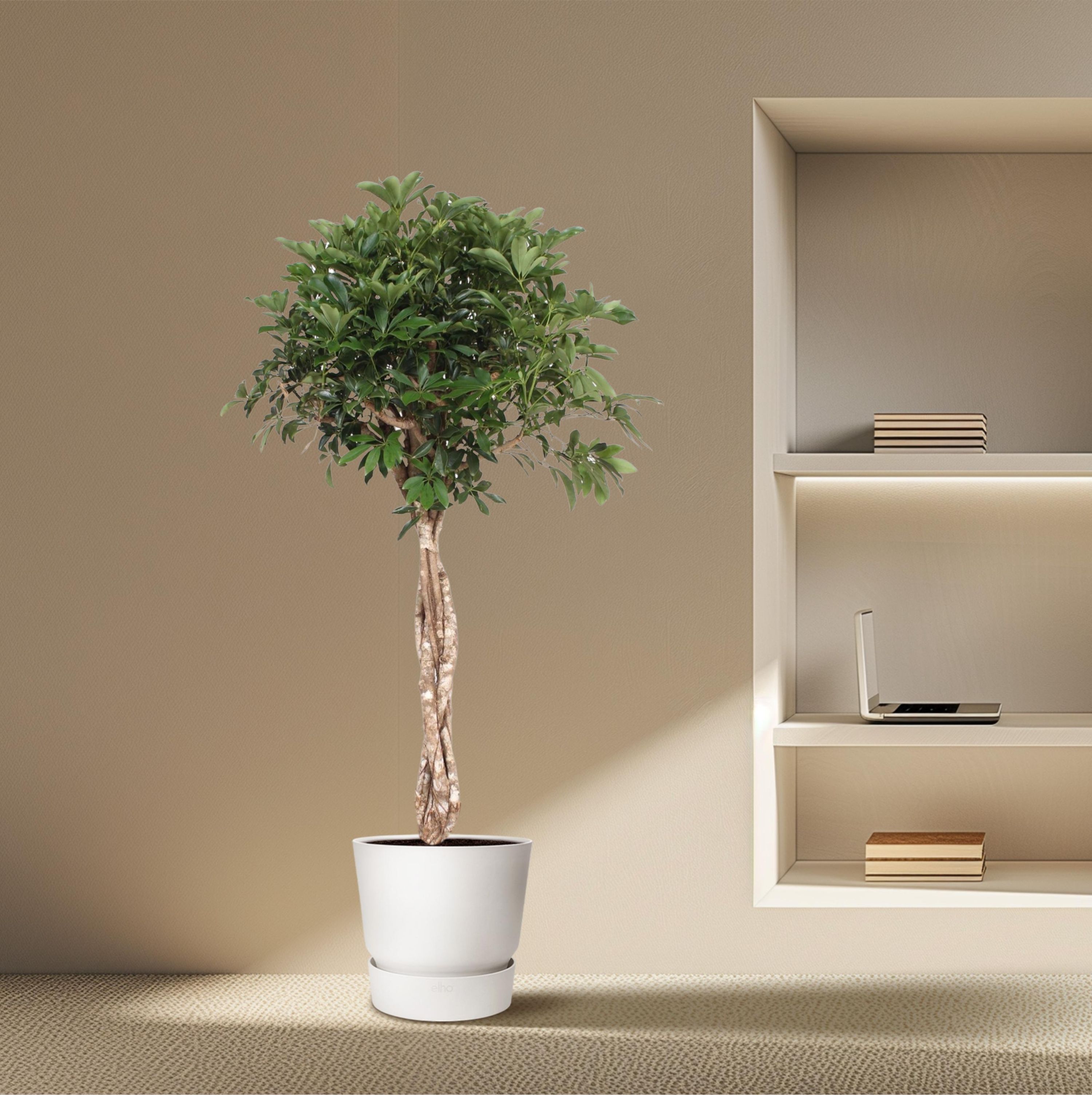 Schefflera Arboricola Compacta Zimmerpflanze mit Geflochtenem Stamm