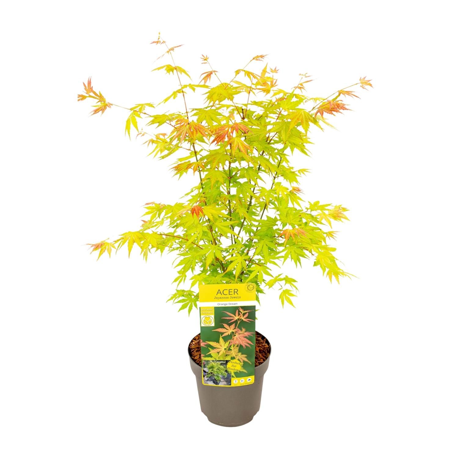Acer Orange Dream - dekorativer Japanischer Ahorn