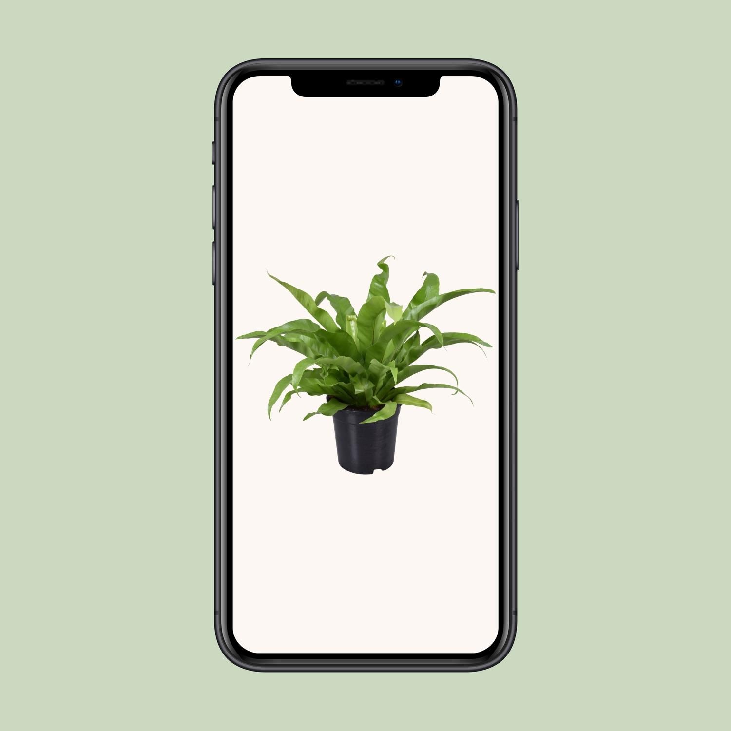 Asplenium Antiquum Vogelnestfarn Zimmerpflanze