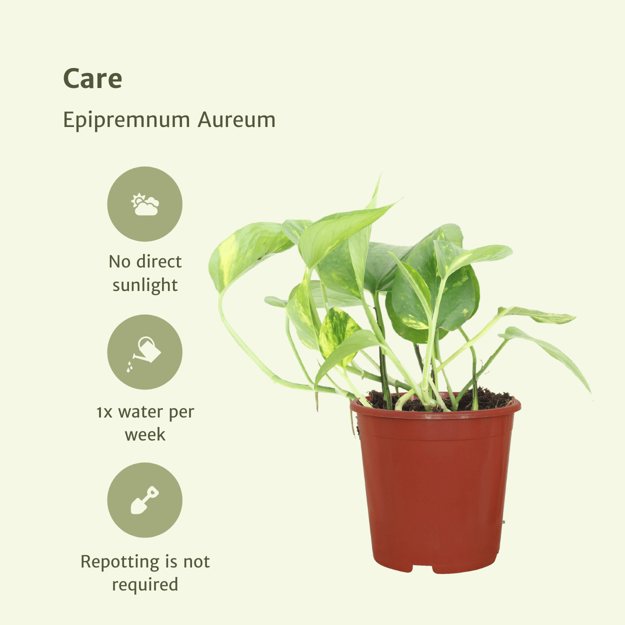 Epipremnum Aureum Zimmerpflanze