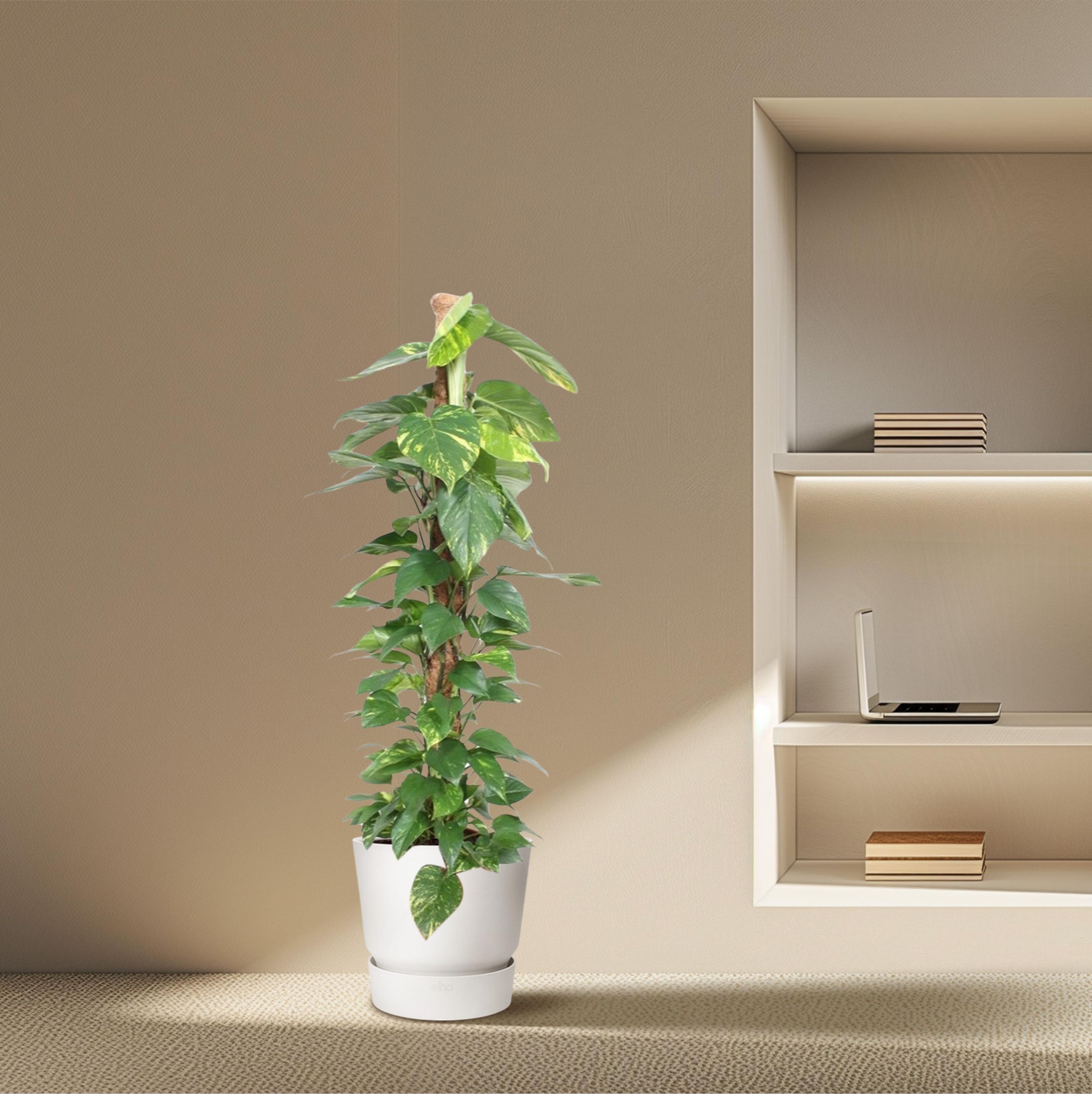 Epipremnum Aureum Kletterpflanze mit Moosstab