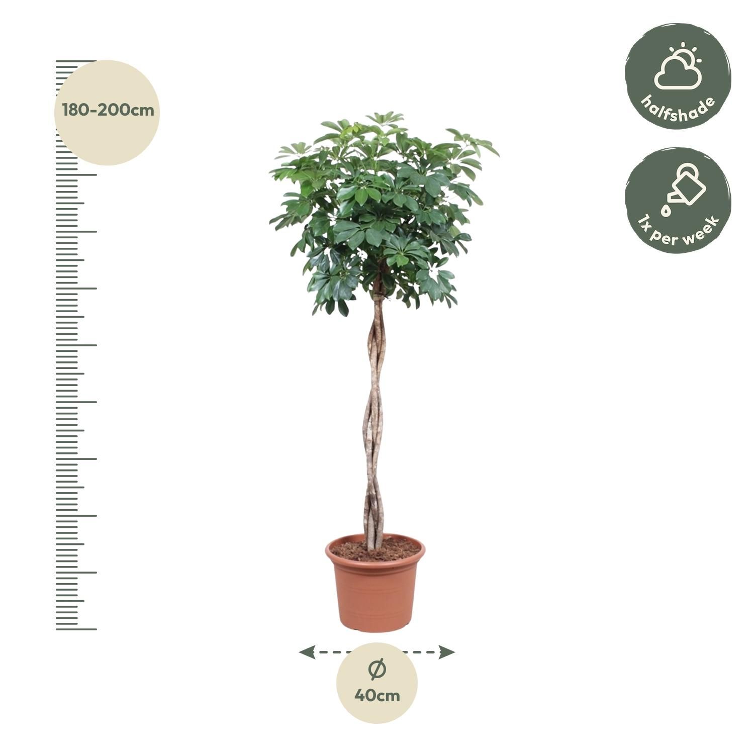 Schefflera Arboricola Compacta Zimmerpflanze mit geflochtenem Stamm