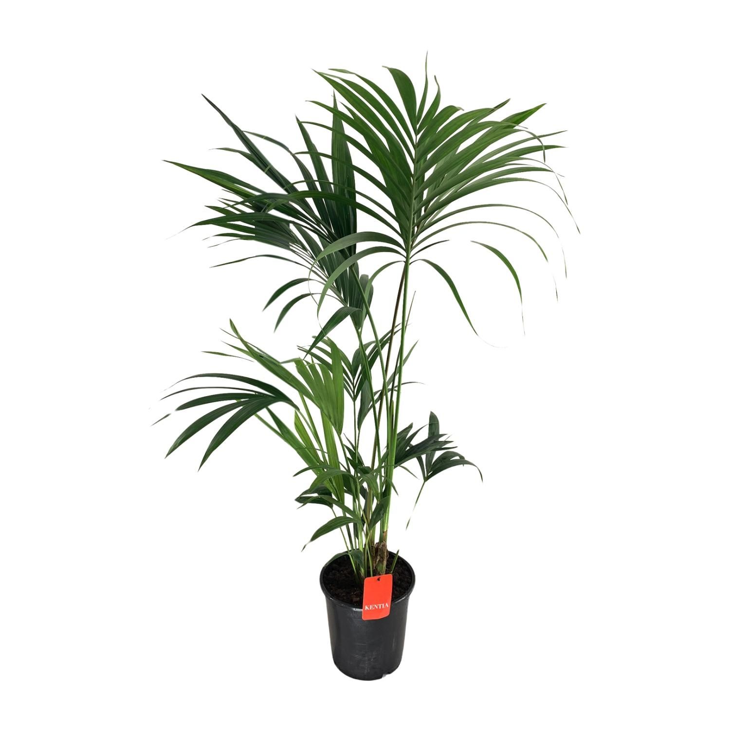 Kentia-Palme Howea – elegante Zimmerpflanze