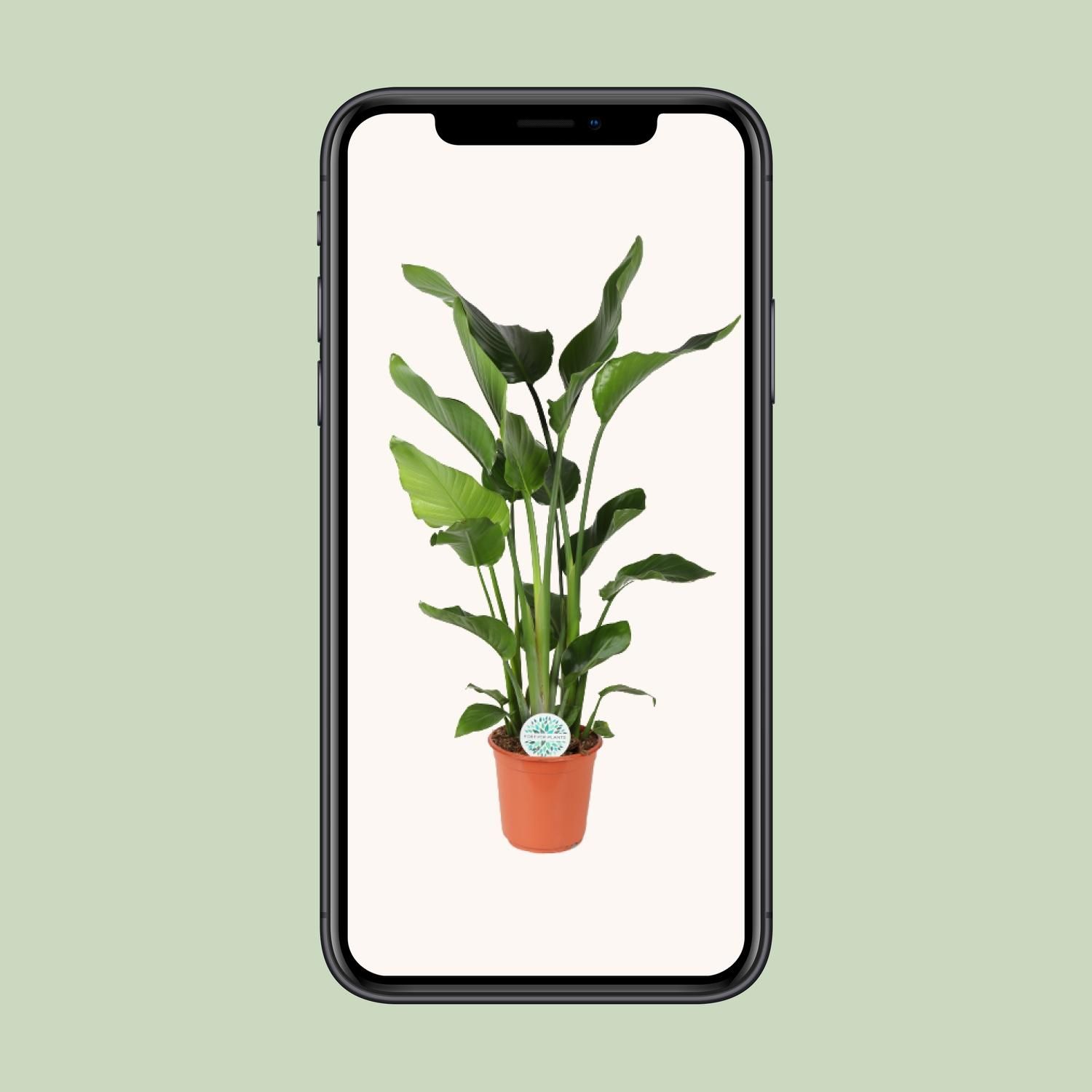 Paradiesvogelblume Strelitzia Nicolai Zimmerpflanze