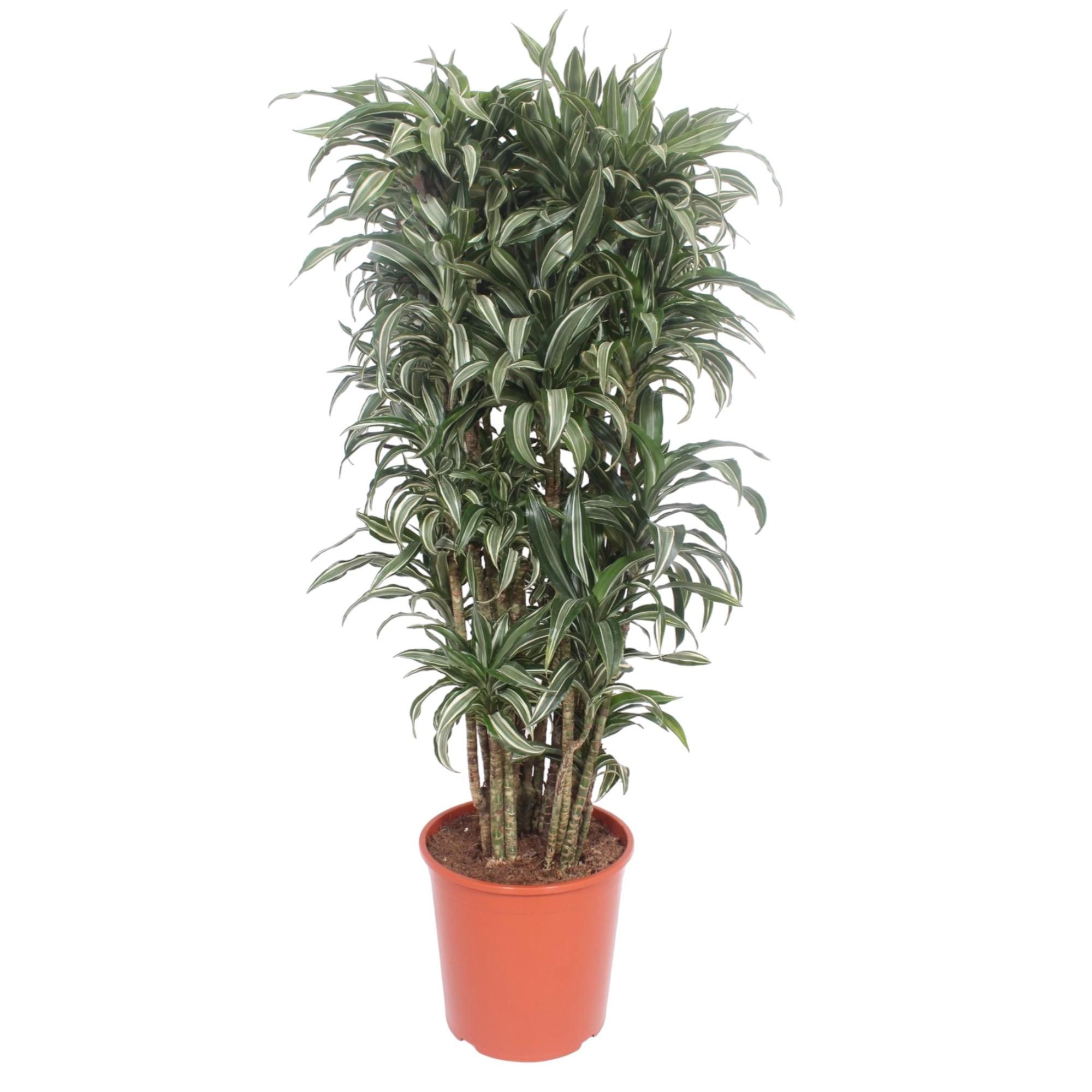 Dracaena Warneckei Compacta Zimmerpflanze