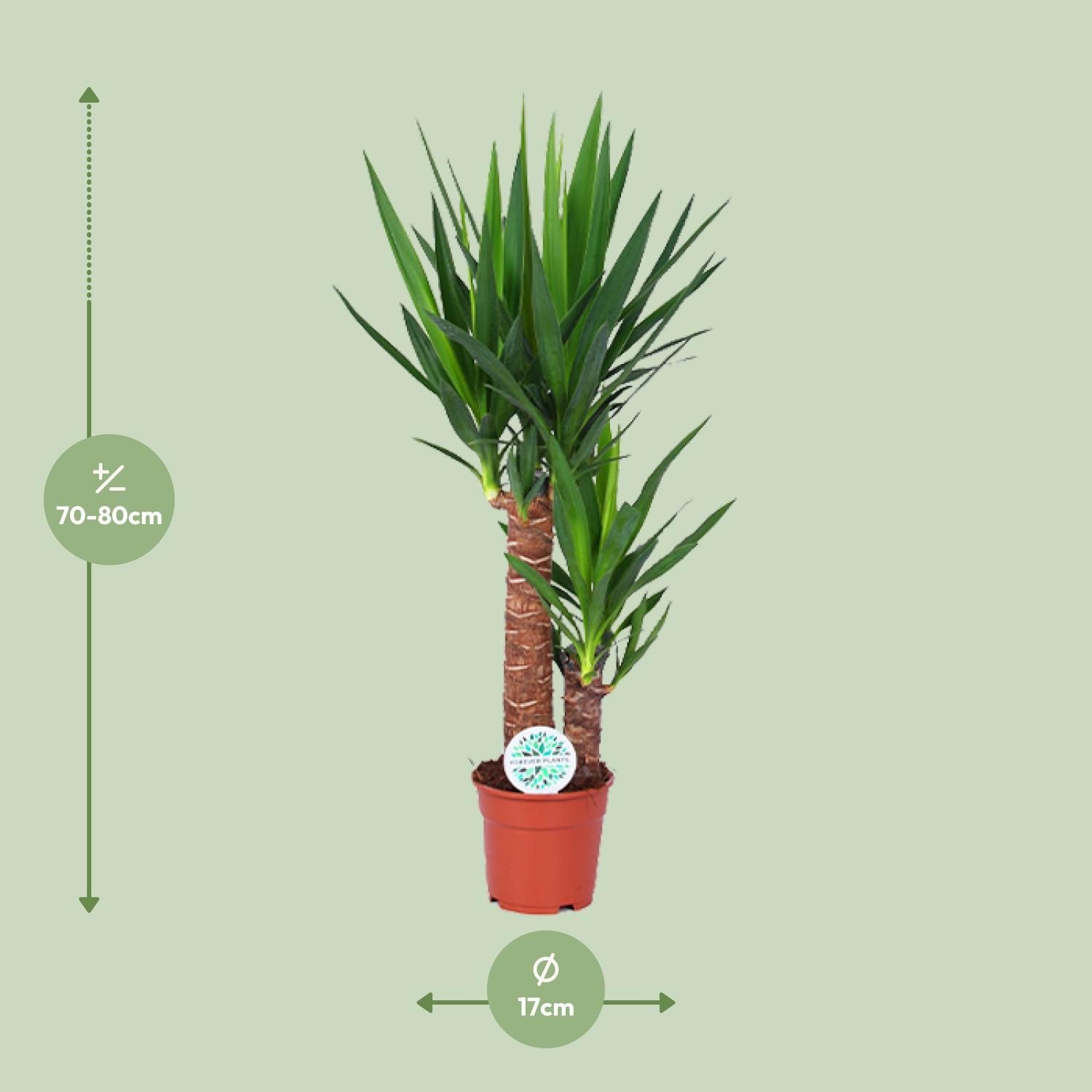 Yucca Zimmerpflanze mit dekorativen schwertförmigen Blättern
