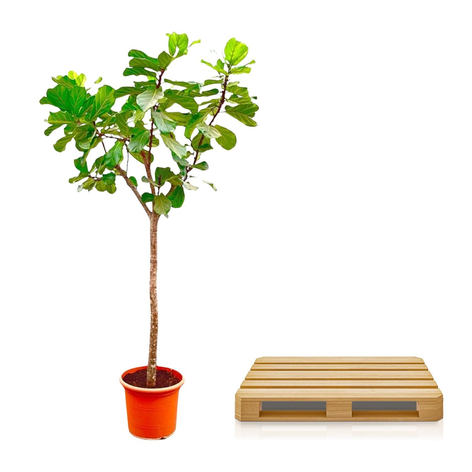 Ficus Lyrata Geigenfeige großer Zimmerbaum