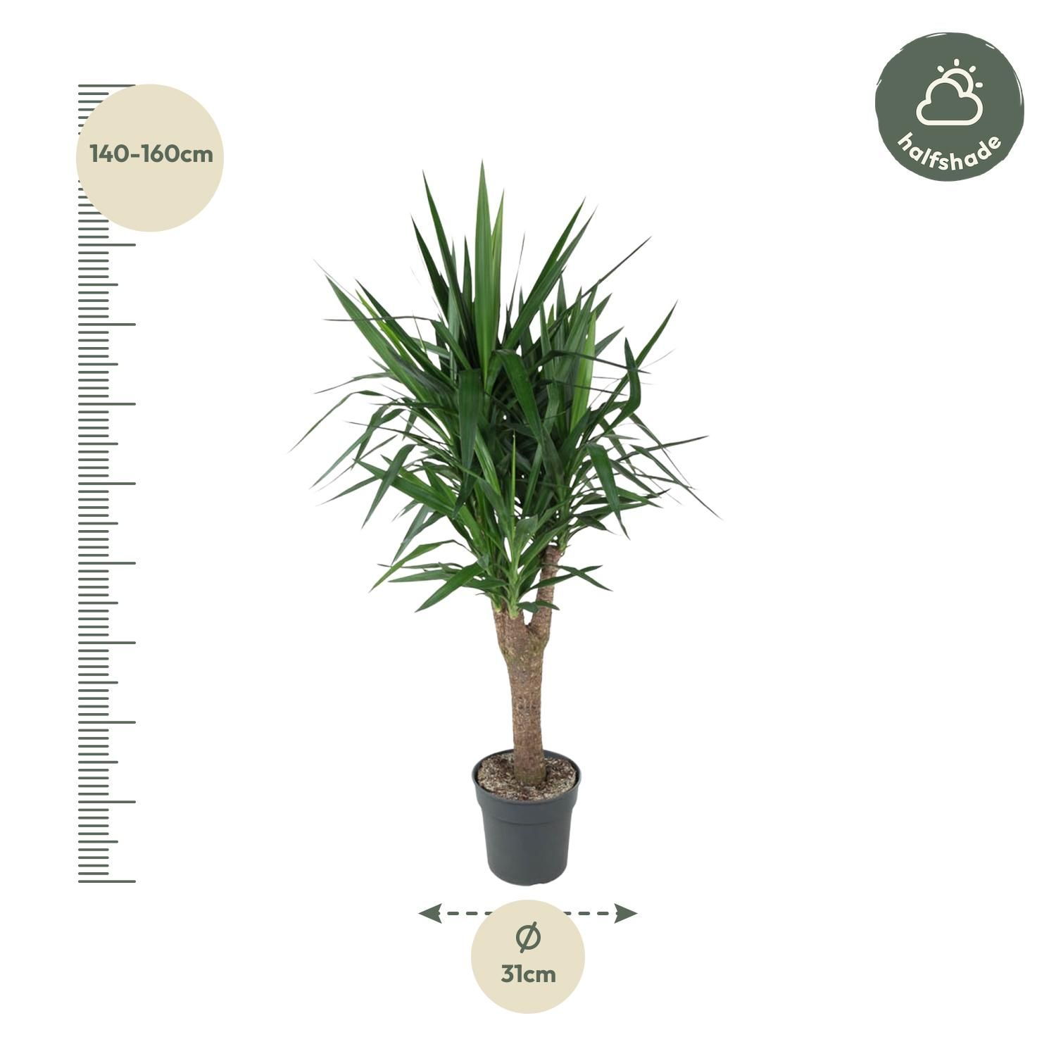 Yucca Elephantipe Zimmerpflanze