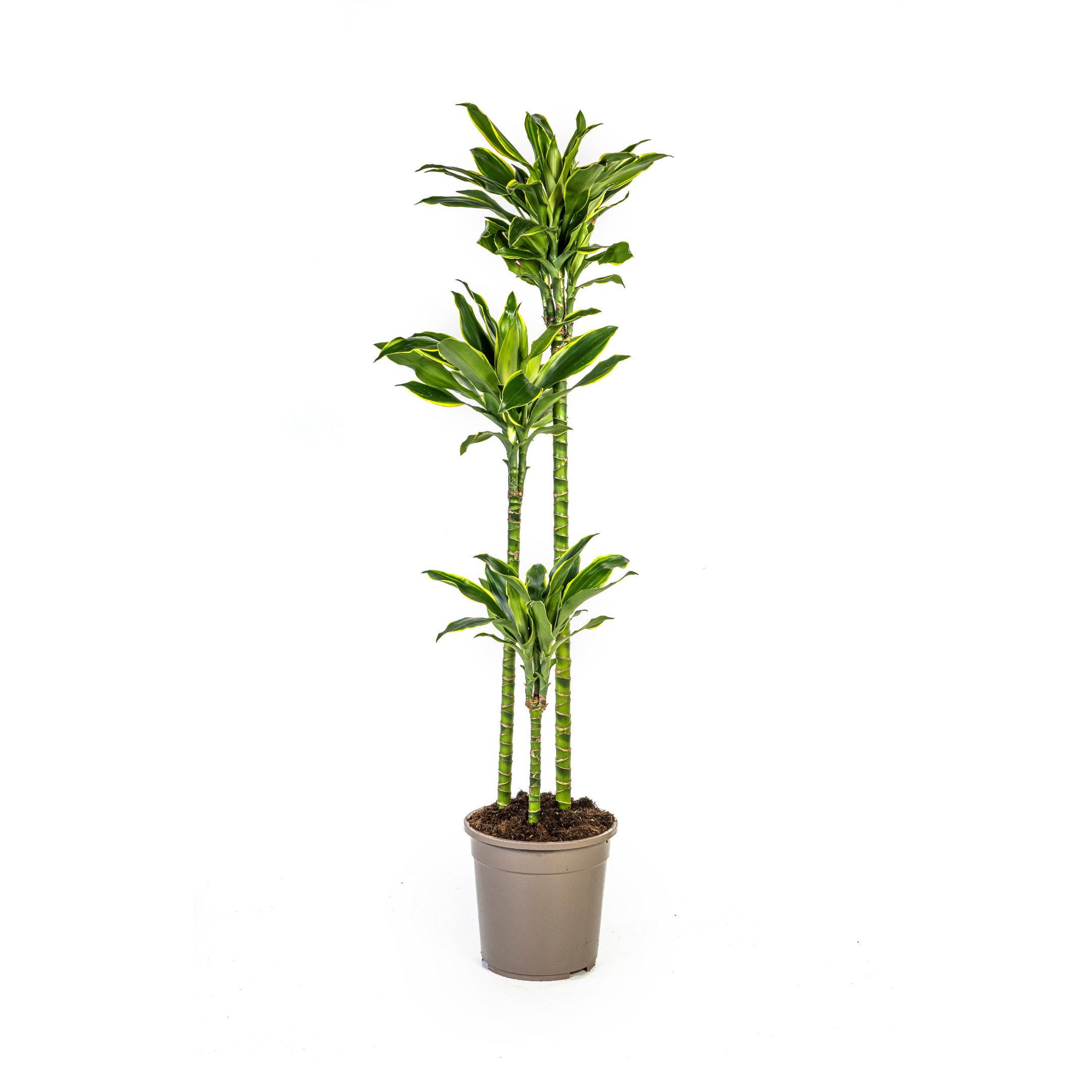 Drachenbaum Golden Coast – Ø24cm – 130-150cm Hoch