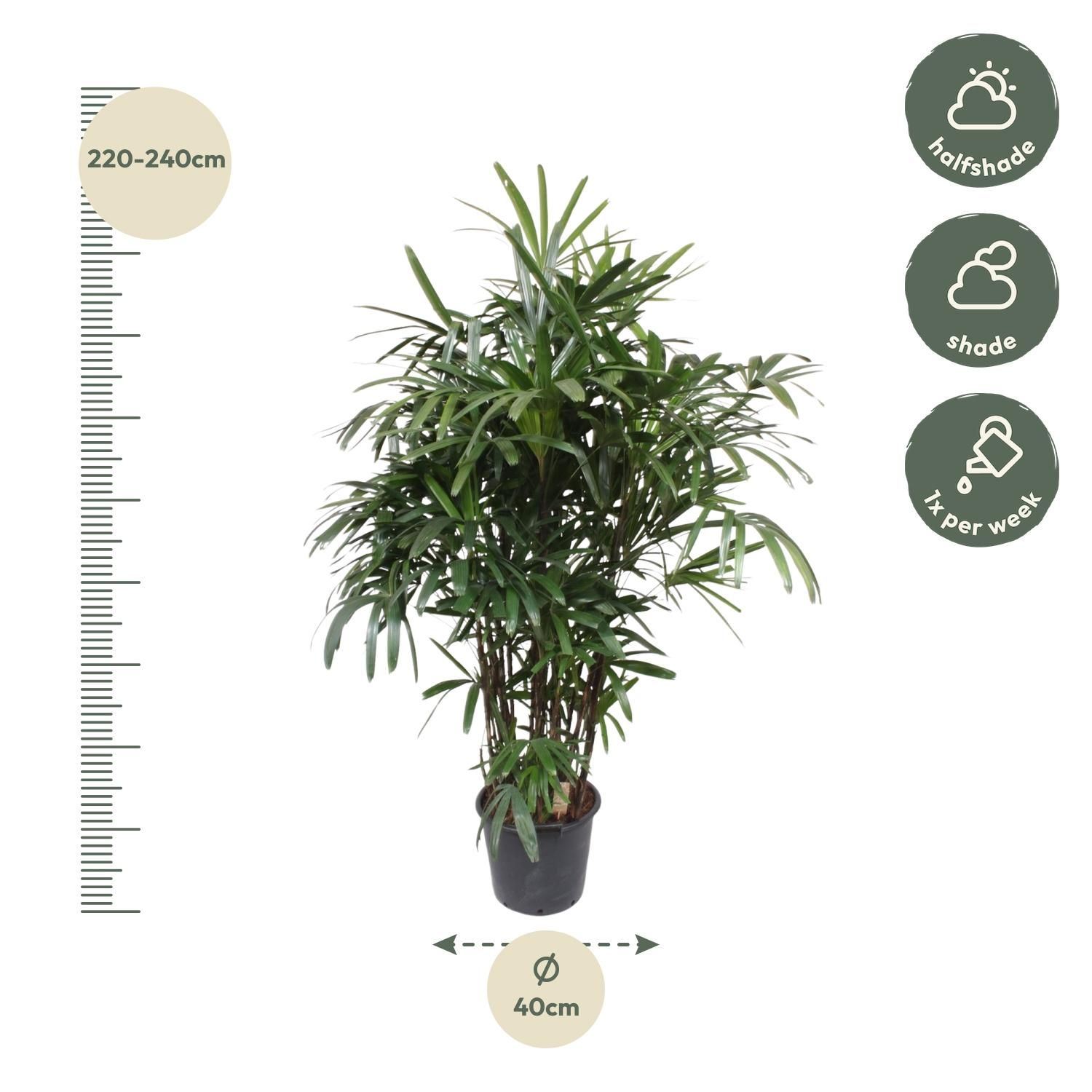 Rhapis Excelsa Damenpalme – elegante Zimmerpflanze