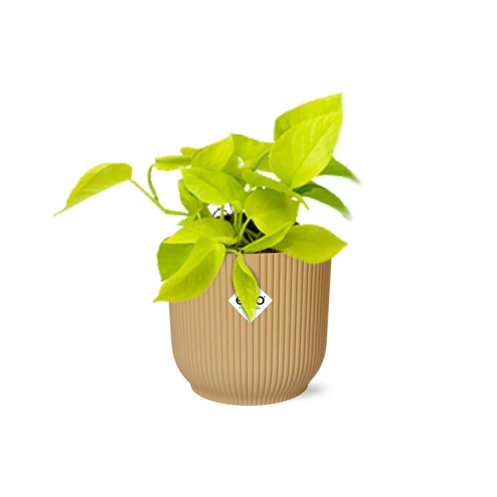 Epipremnum Pinnatum Goldener Pothos in dekorativem ELHO Vibes Fold Übertopf