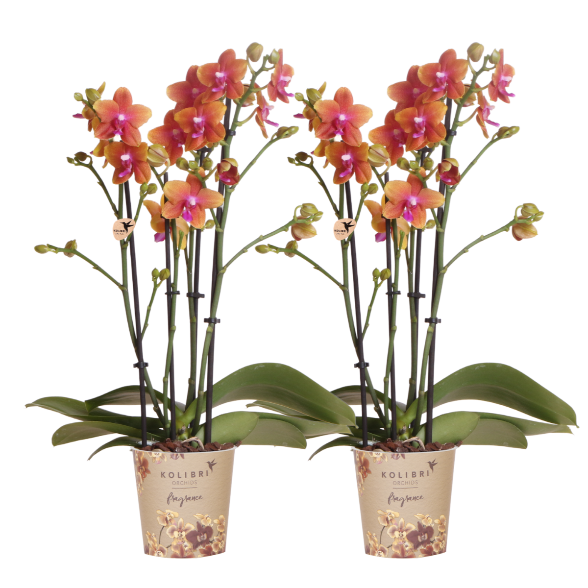 Orchidee Phalaenopsis | 2er Kombi | Duftend | Orange | Ø12cm