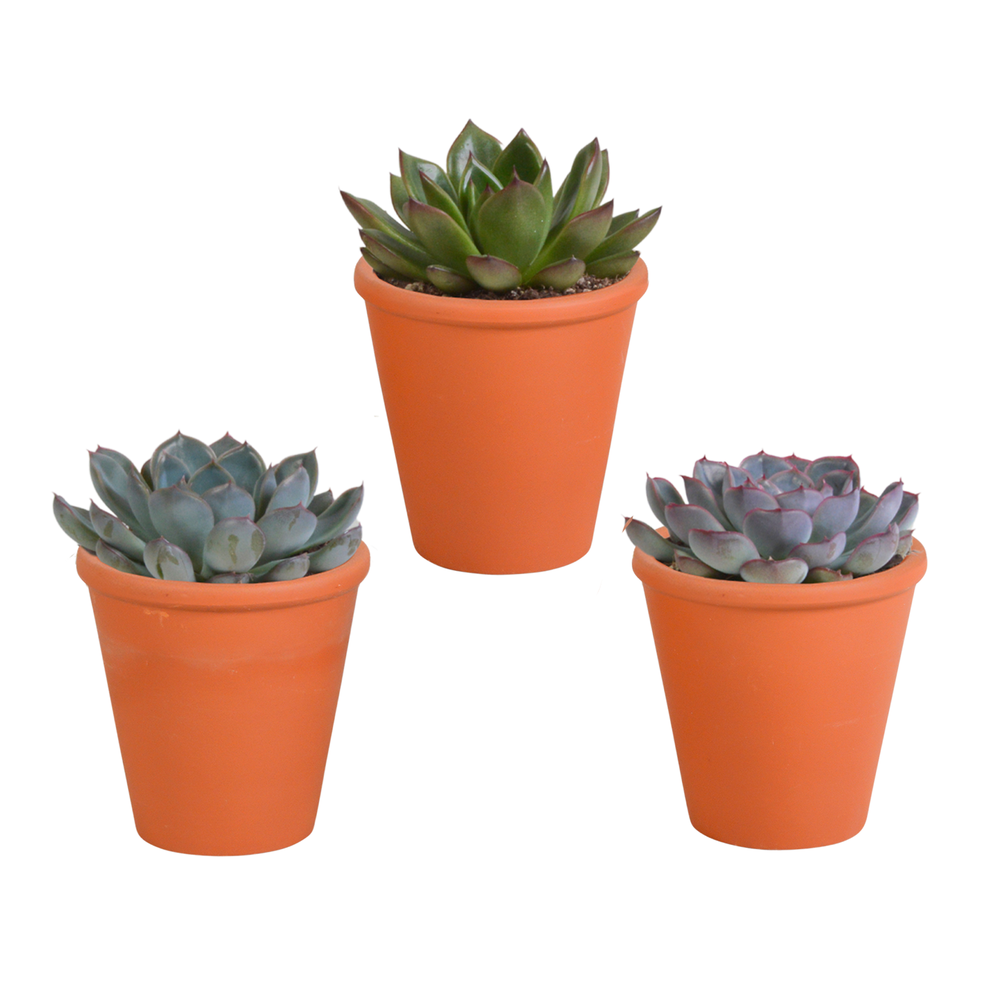 Echeveria Mix im Terrakotta Topf