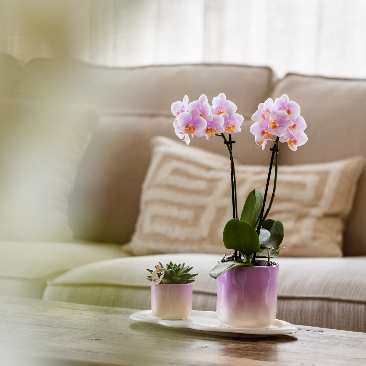Pflanzenset Valentinstag 'Gradience Pink' – Rosa Orchidee & Sukkulente – inkl. Keramiktopf