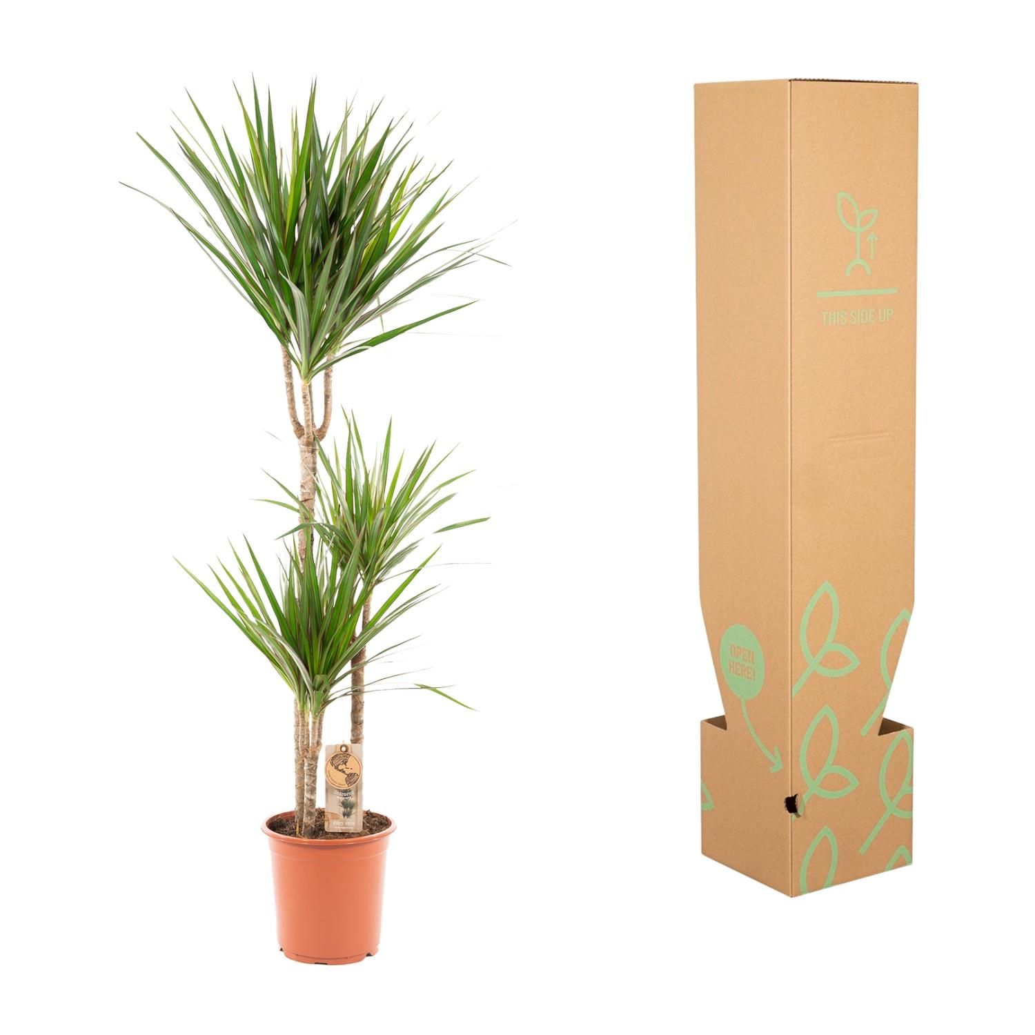 Dracaena Marginata Drachenbaum Zimmerpflanze