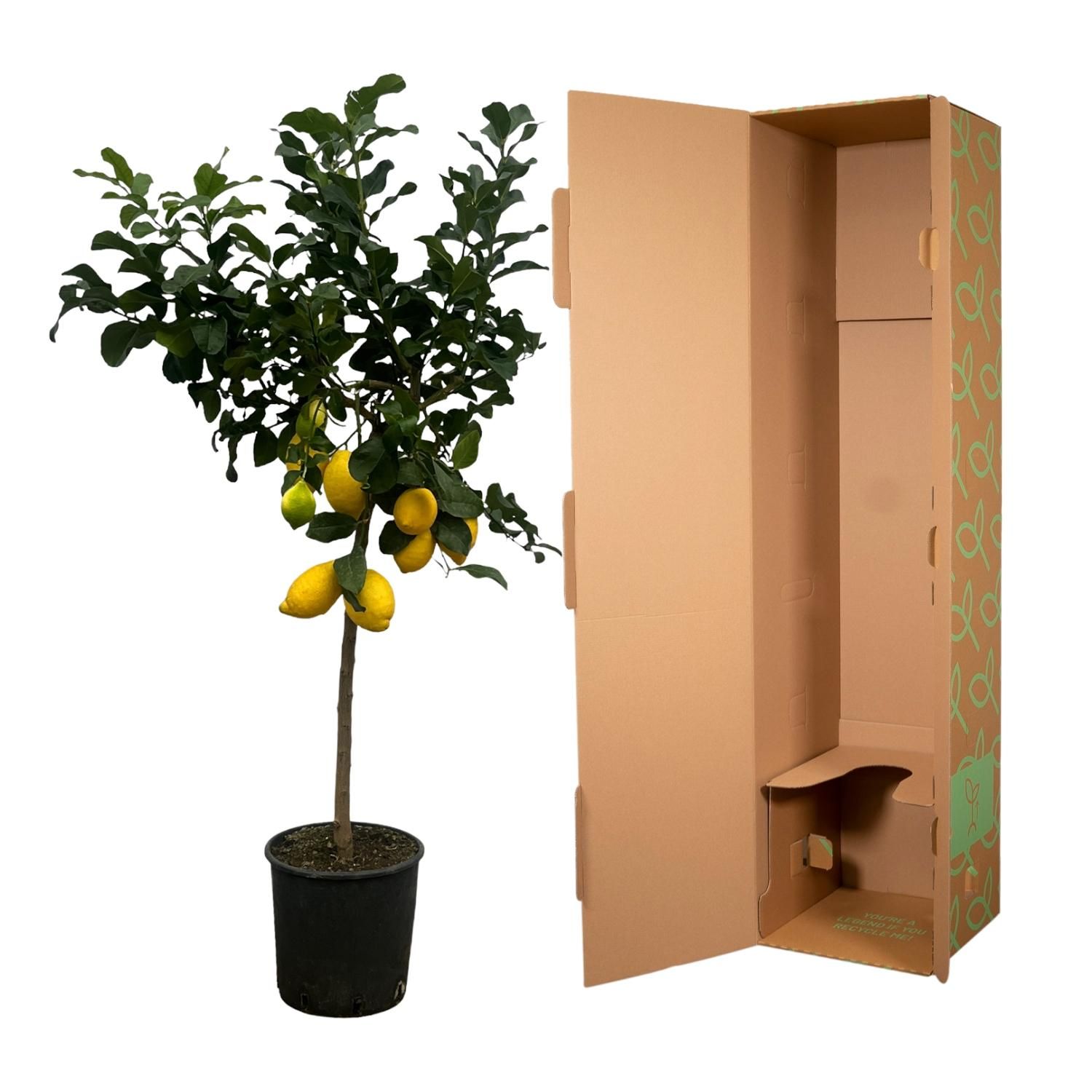 Zitrusbaum Calamondin