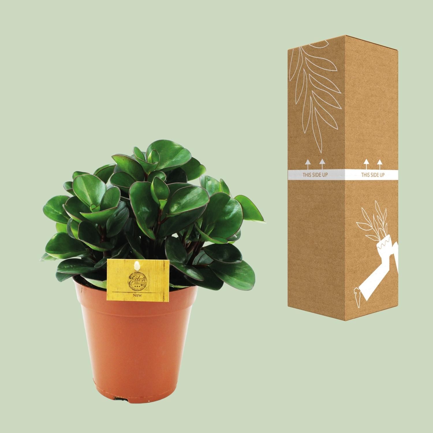Peperomia Burning Bush Pflanze