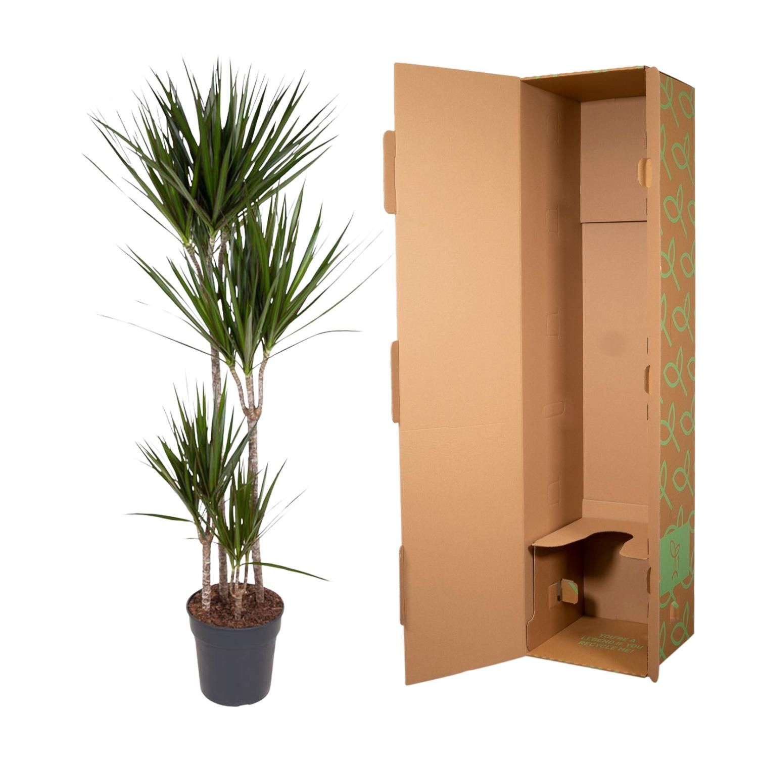 Dracaena Marginata elegant Grünpflanze