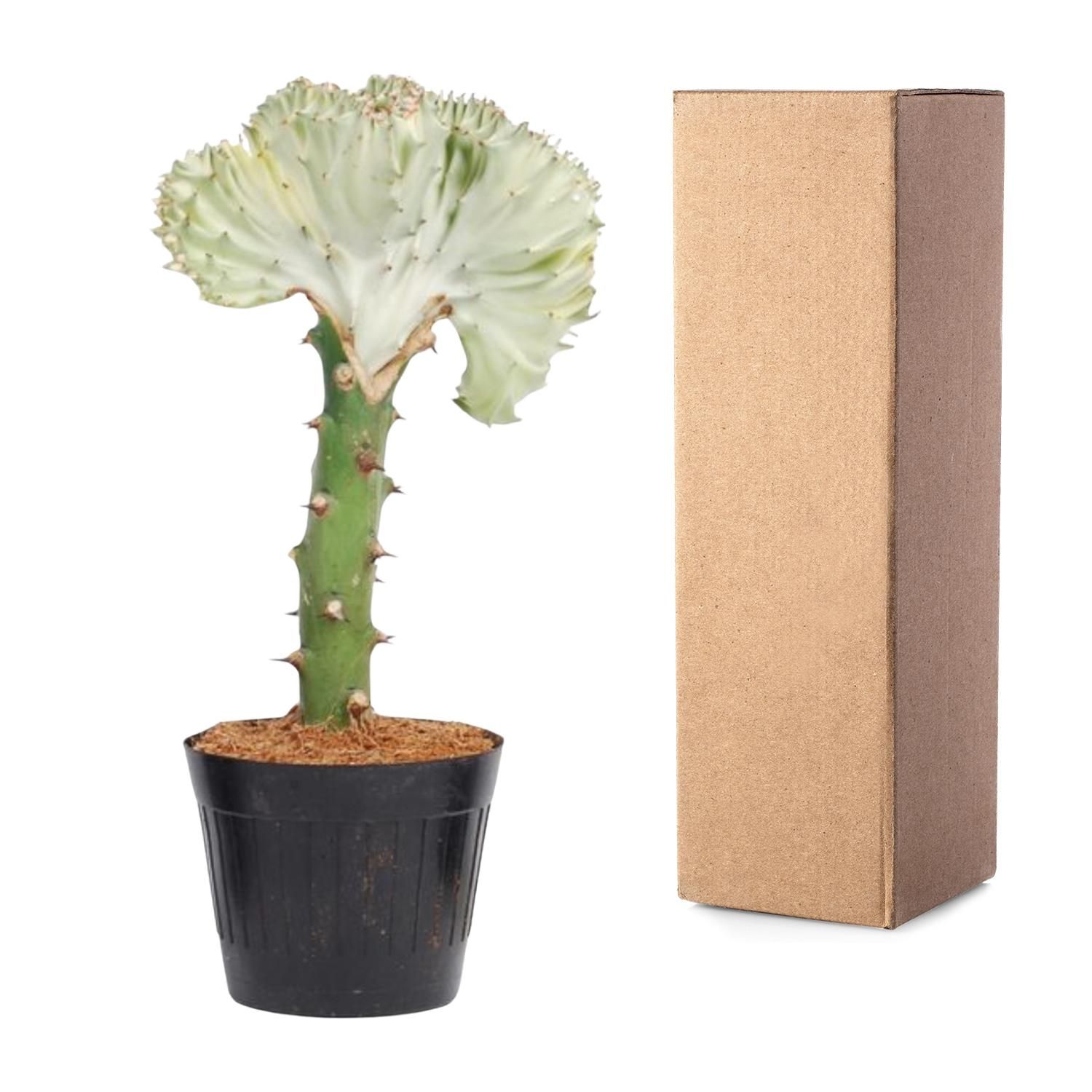 Euphorbia lactea Cristata Korallen-Kaktus Pflanze