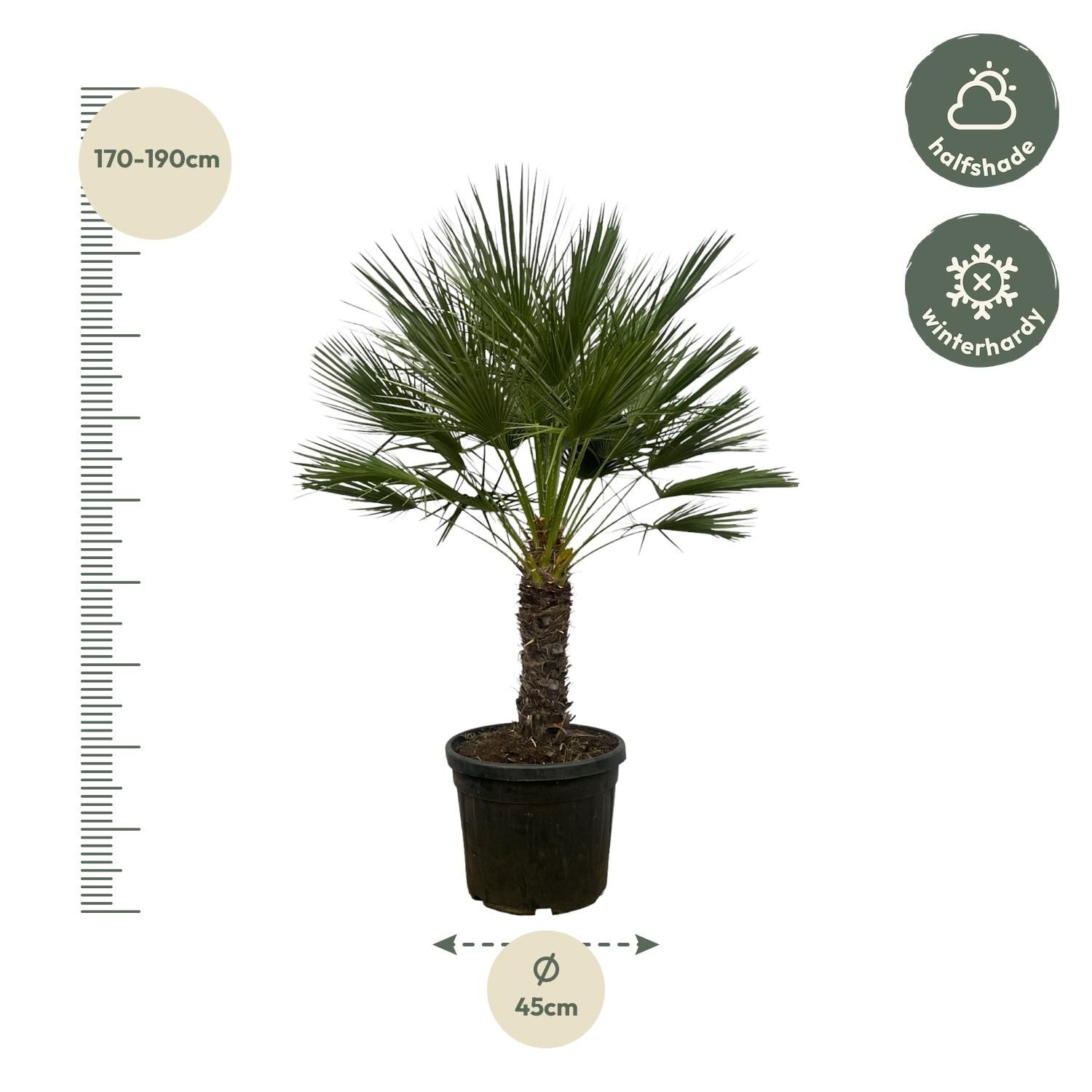 Chamaerops Humilis Zwergpalme auf Stamm