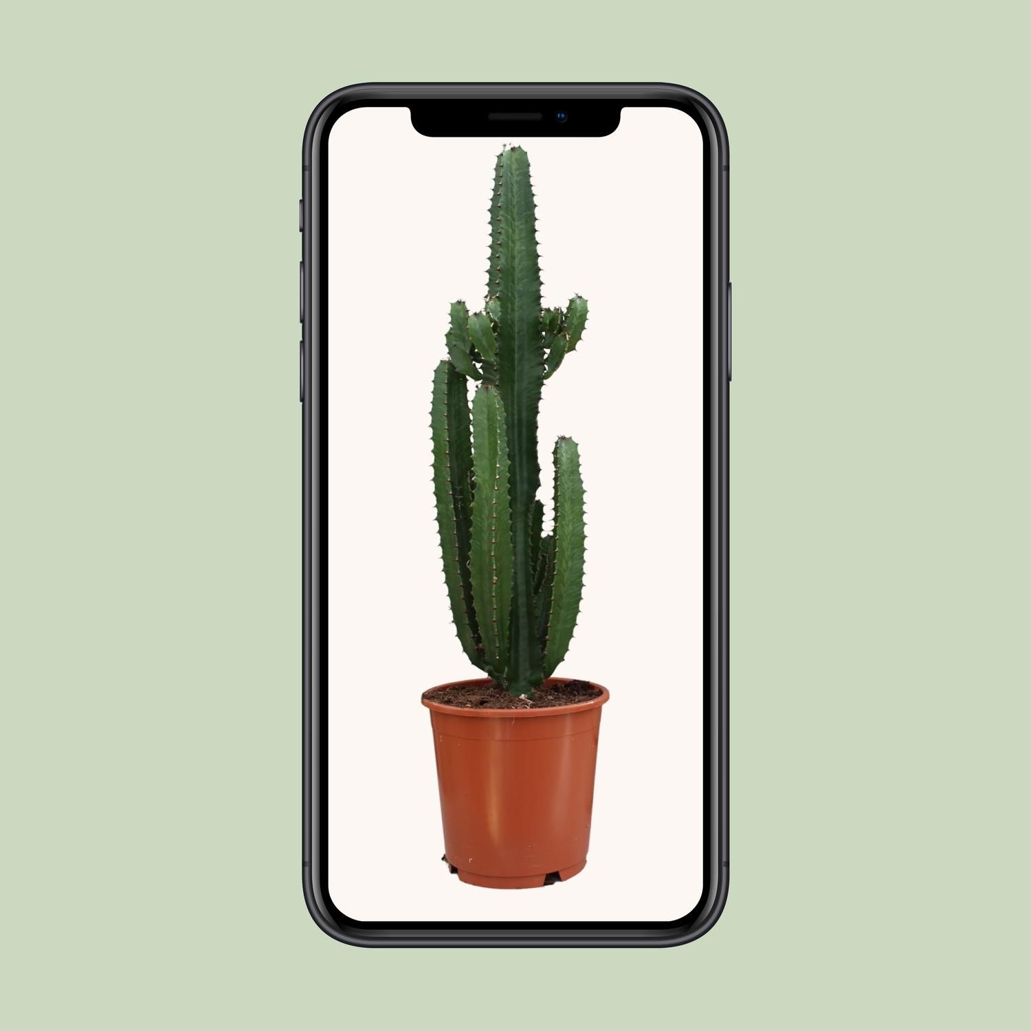 Euphorbia Acrurensis Zimmerpflanze