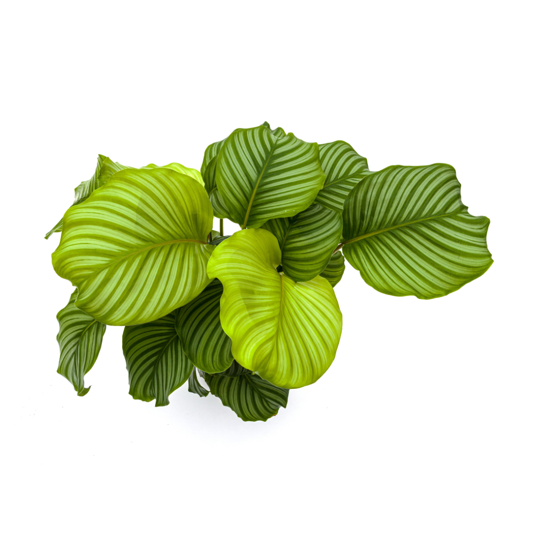 Calathea Orbifolia – Große Blätter – Hoch & buschig
