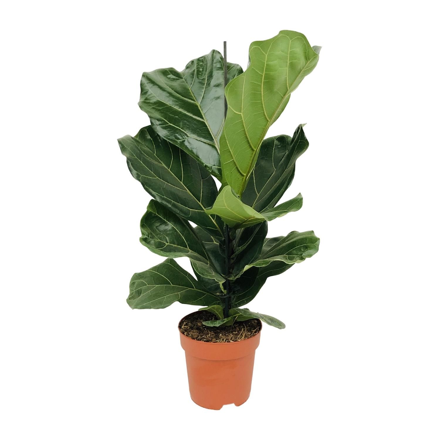 Ficus Lyrata – Elegante Geigenfeige als Zimmerpflanze