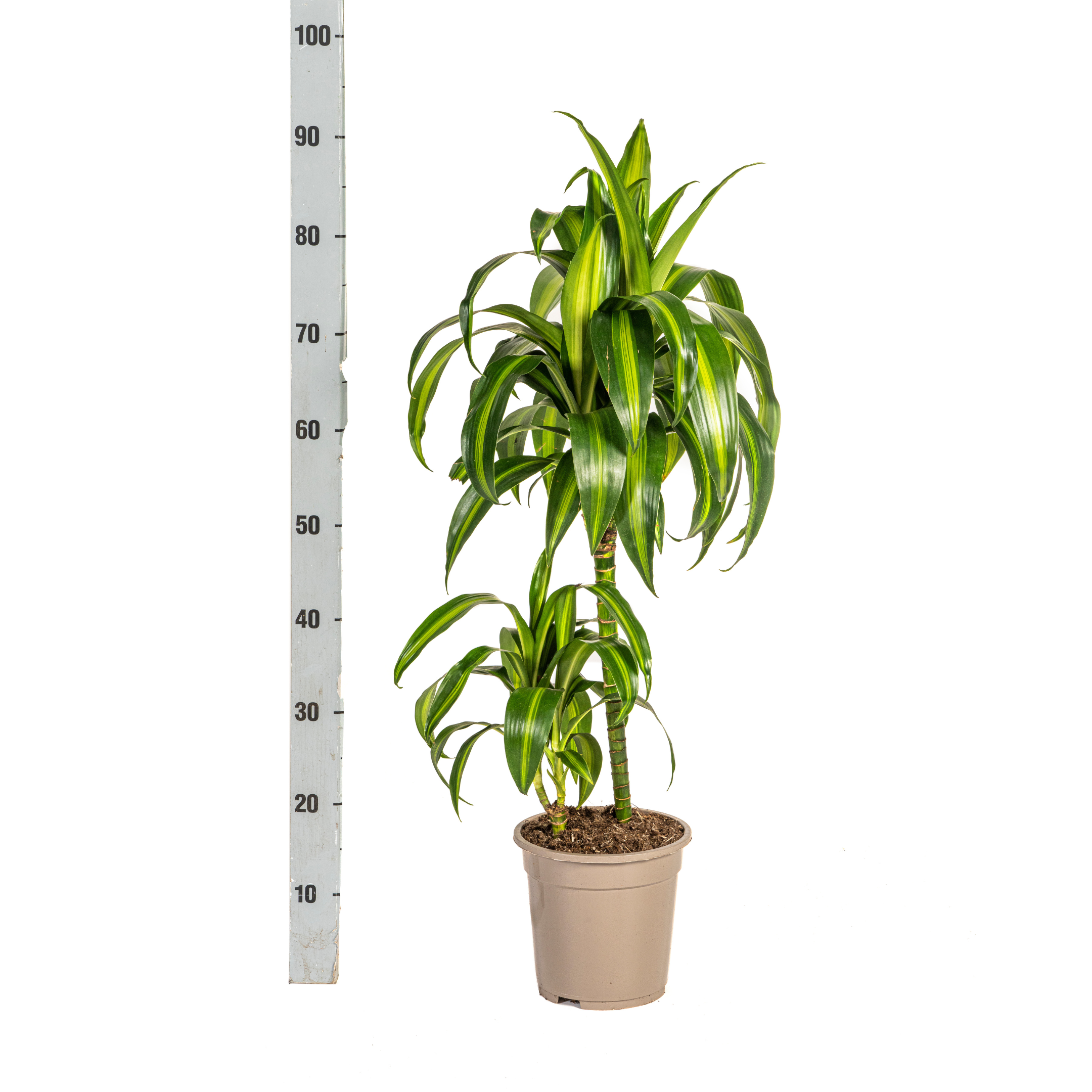 Drachenbaum Hawaiian Sunshine – 19cm Topfgröße – 70-90cm Hoch