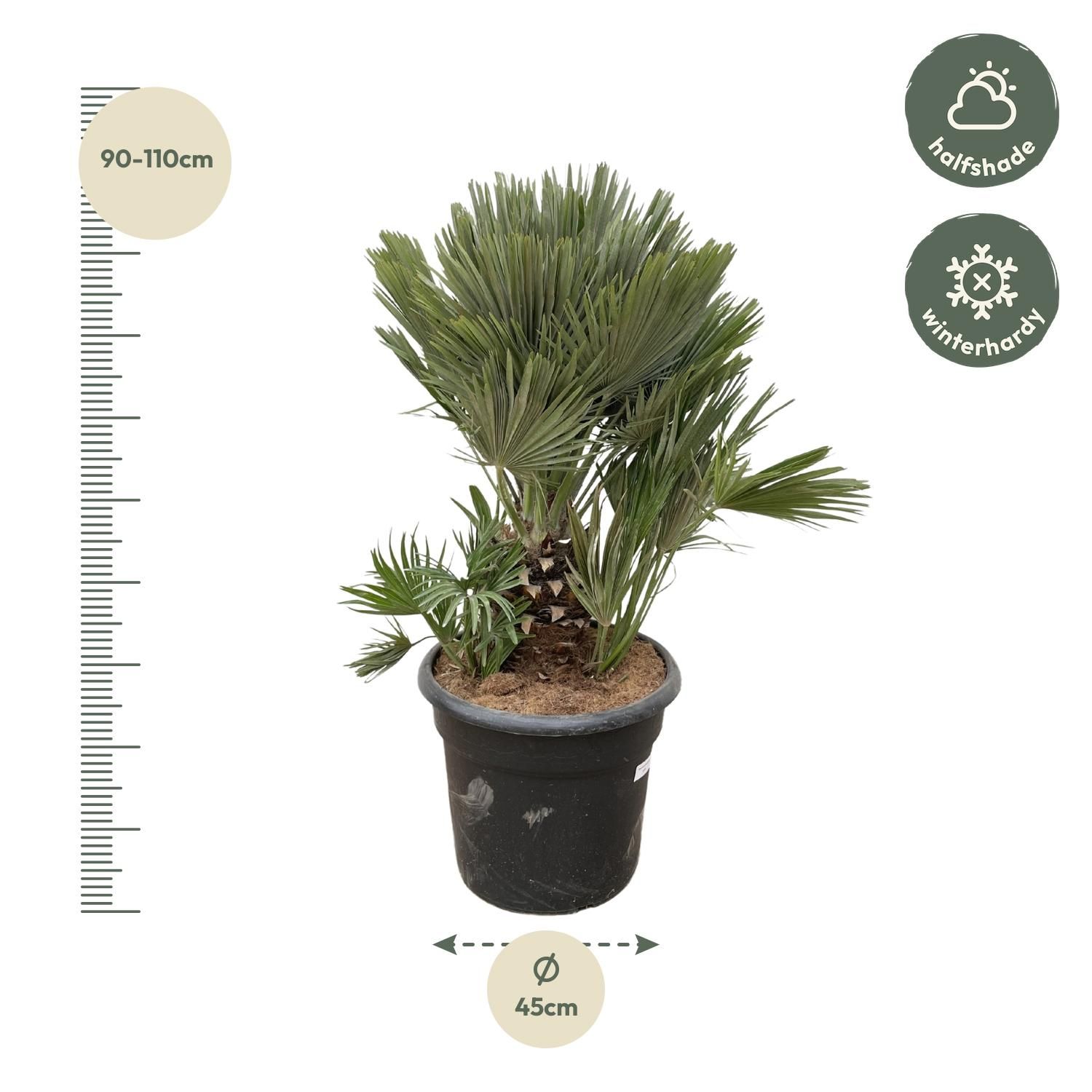 Chamaerops Humilis Zwergpalme mit kompaktem Blattwerk