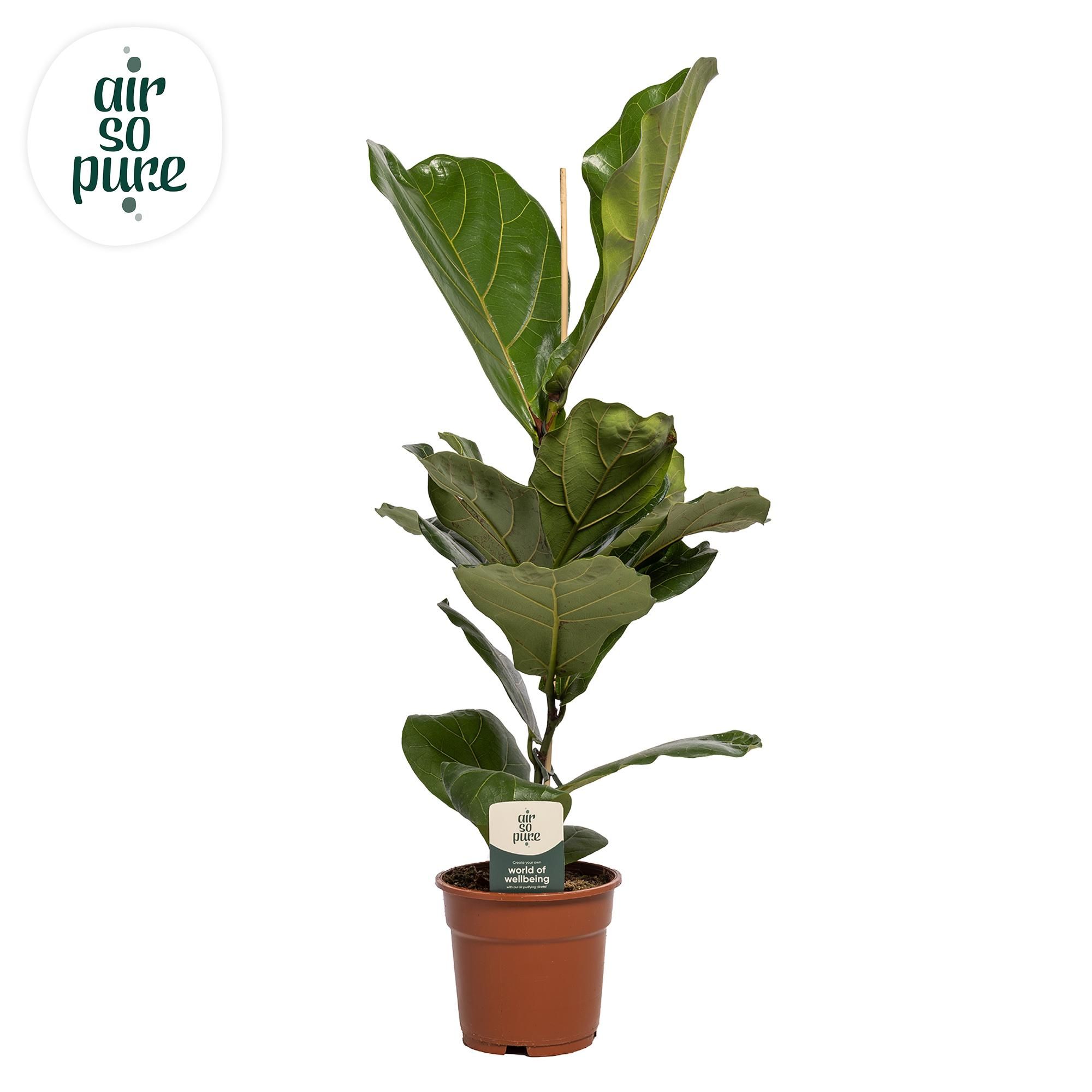 Ficus Lyrata Zimmerpflanze