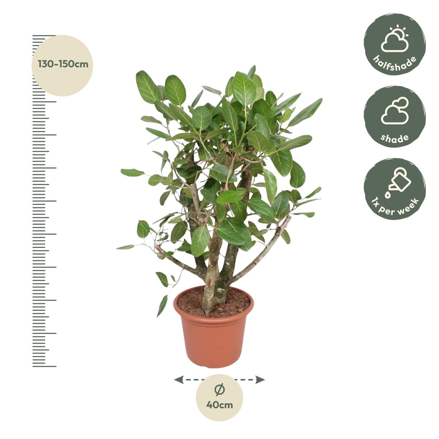Ficus Benghalensis mit verzweigtem Stamm