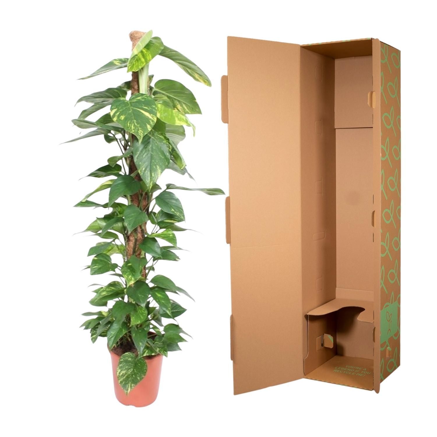 Epipremnum Aureum Kletterpflanze mit Moosstab