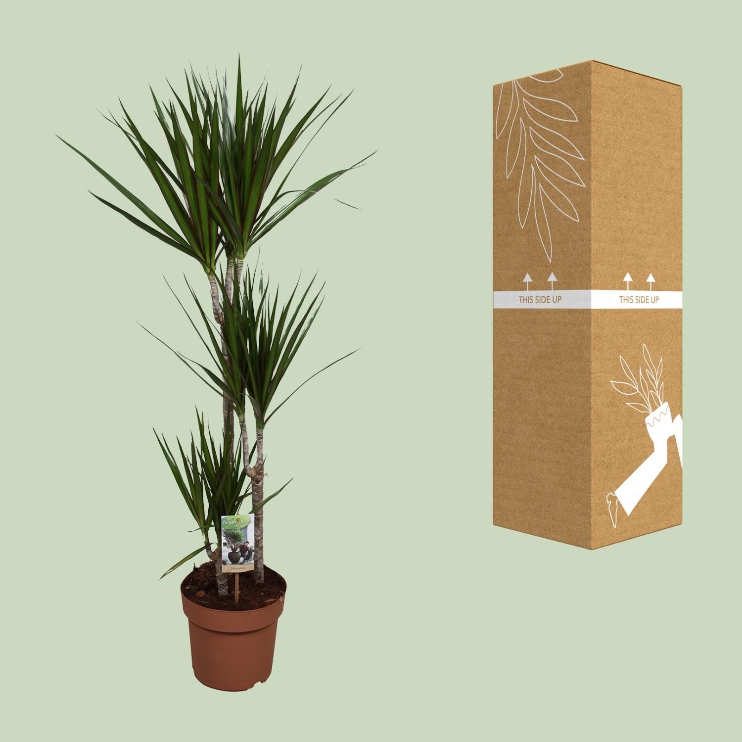 Dracaena Marginata Zimmerpflanze
