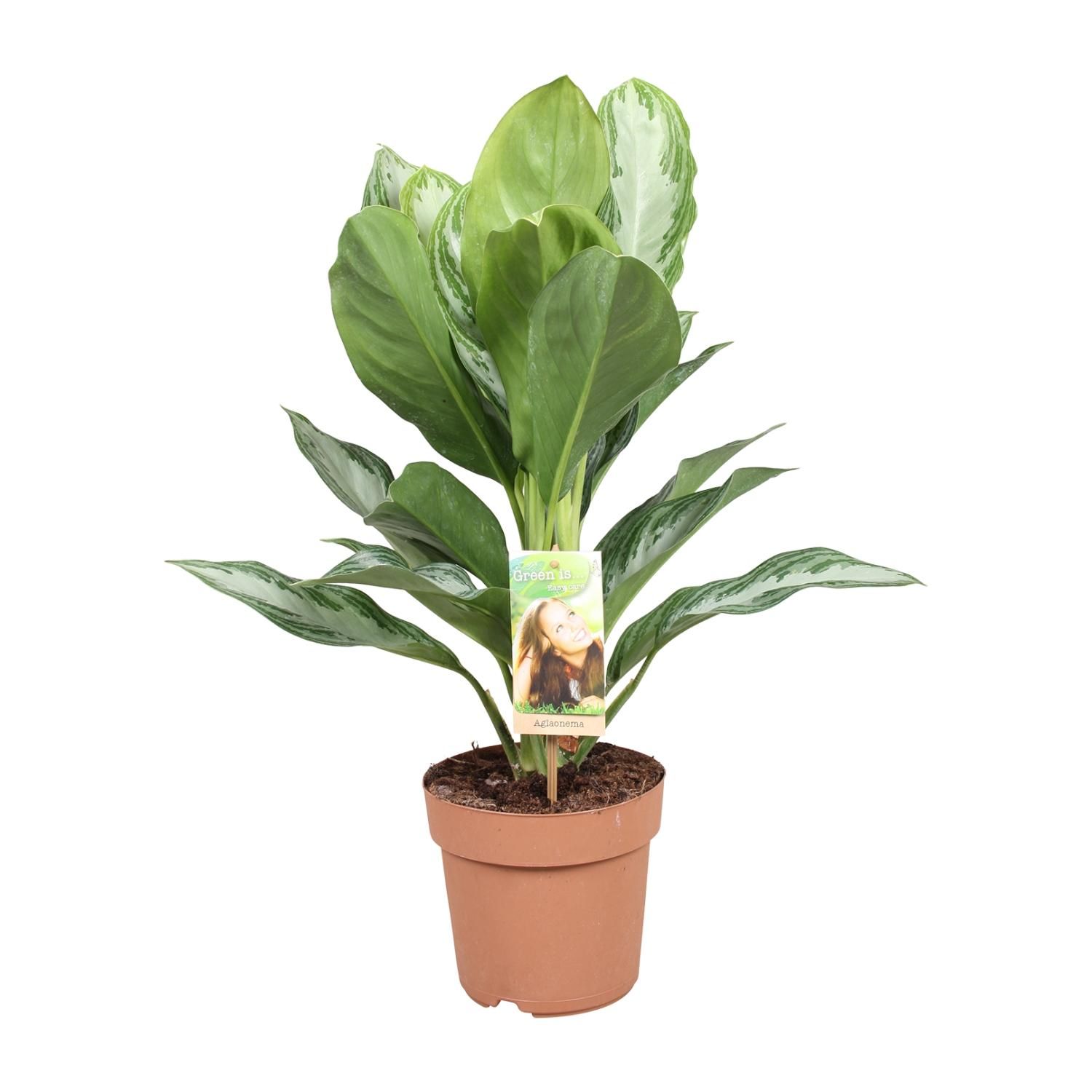 Aglaonema Silver Bay Zimmerpflanze