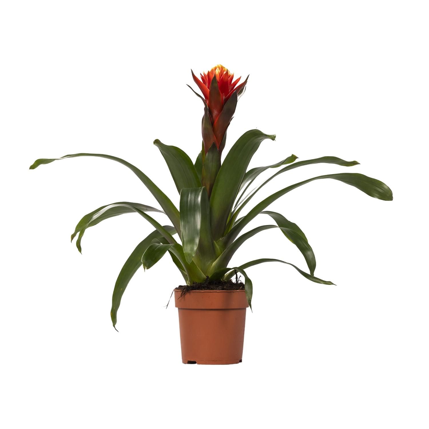 Guzmania Zimmerpflanze mit farbenfrohen Blüten