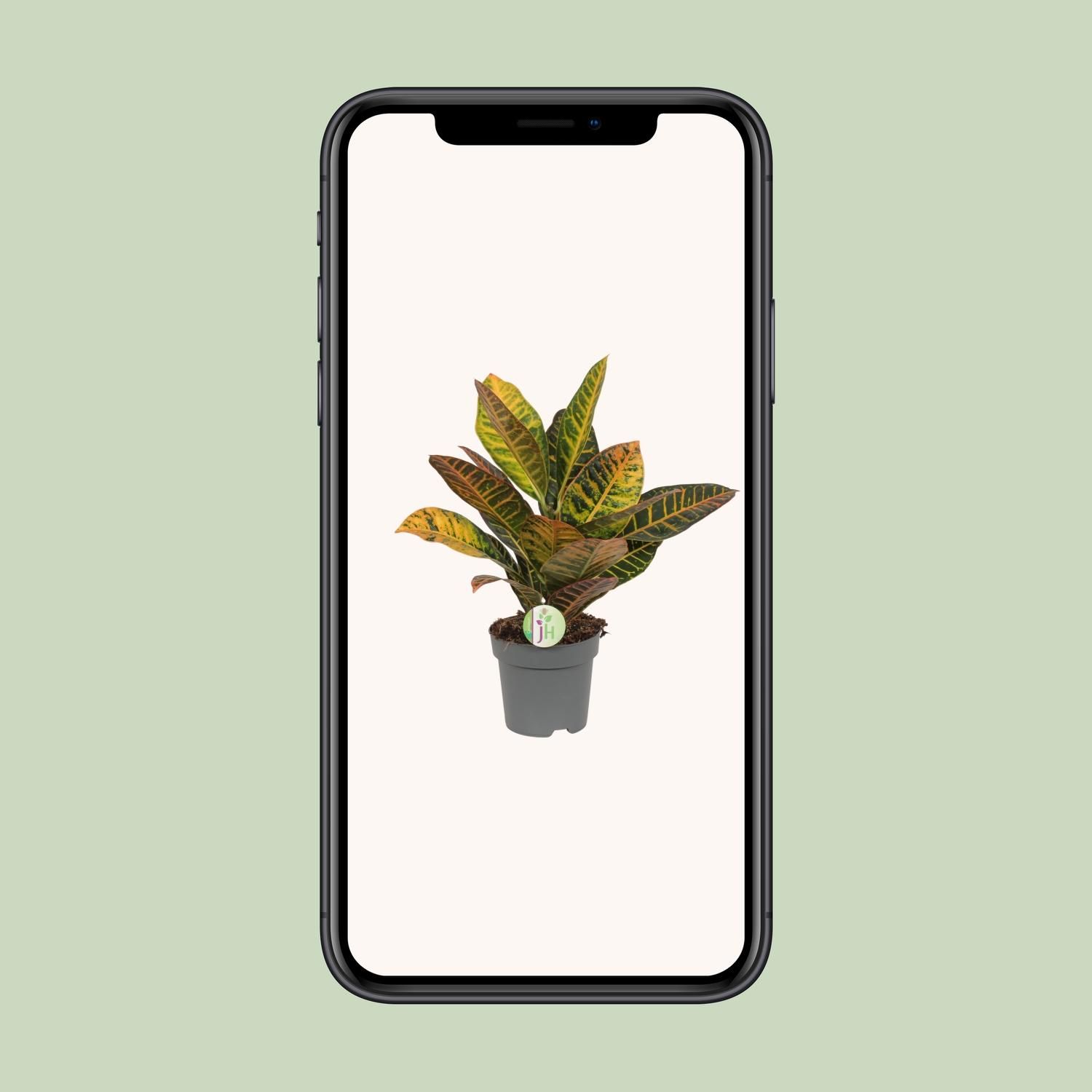 Croton Codiaeum Petra Zimmerpflanze