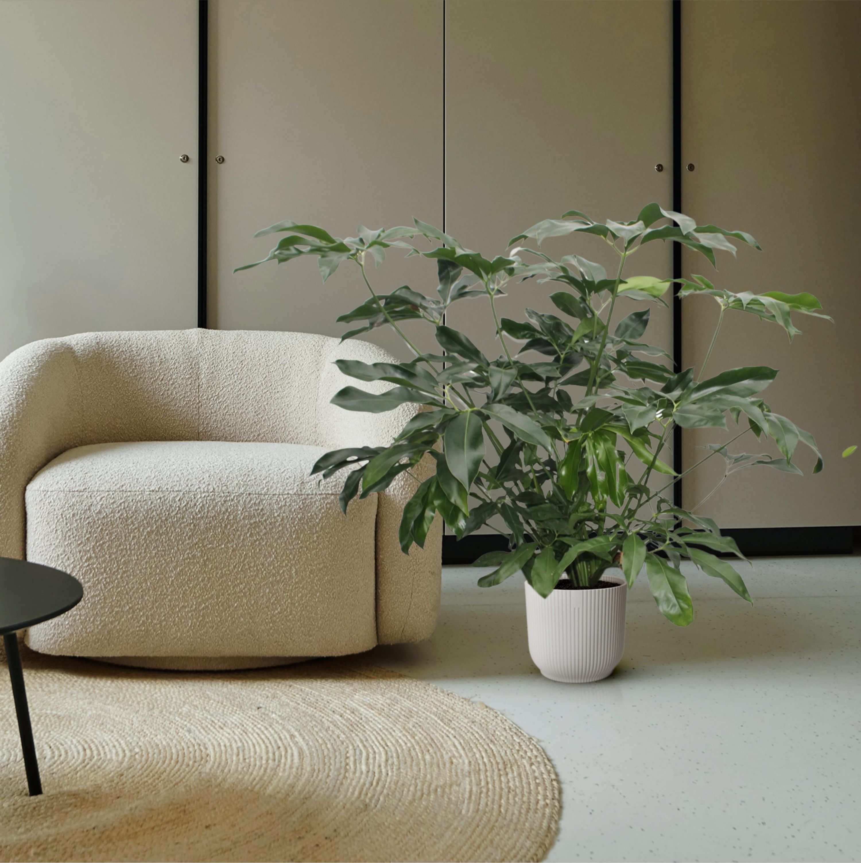Philodendron Green Wonder XXL Zimmerpflanze