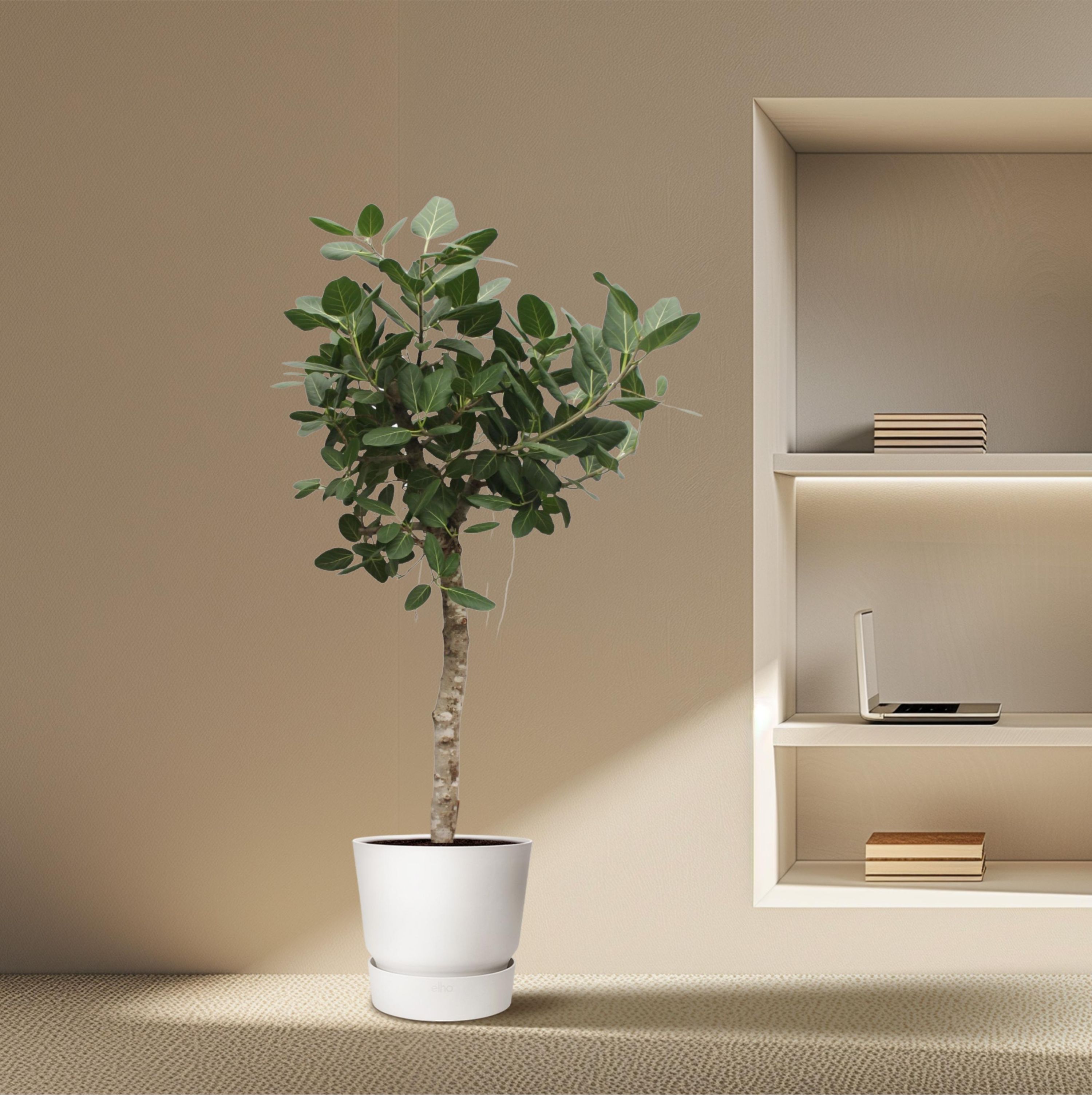 Ficus Benghalensis Zimmerpflanze