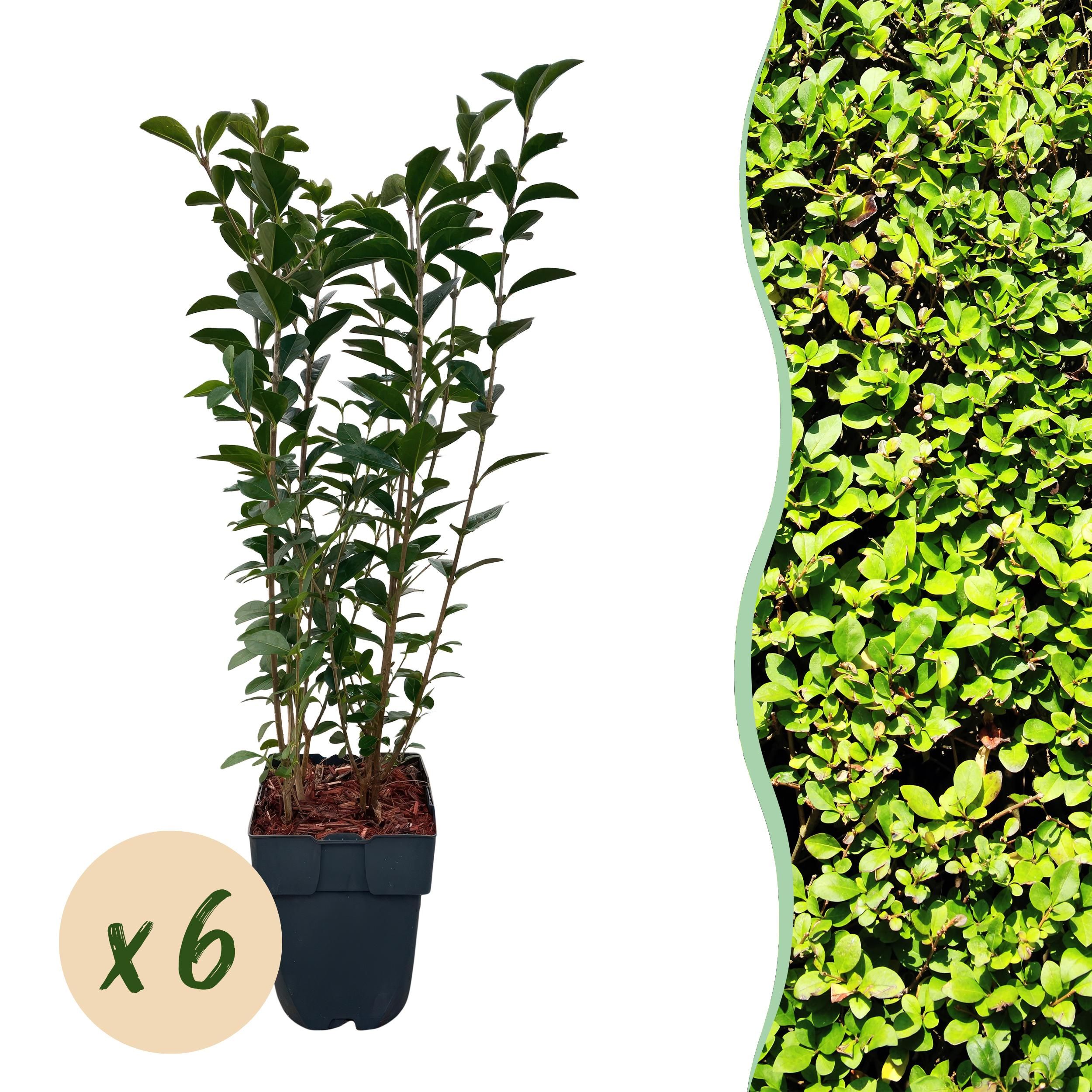 Ligustrum Ovalifolium Heckenpflanze – Immergrün – 6 Pflanzen – 1 Laufender Meter – Topf 17cm
