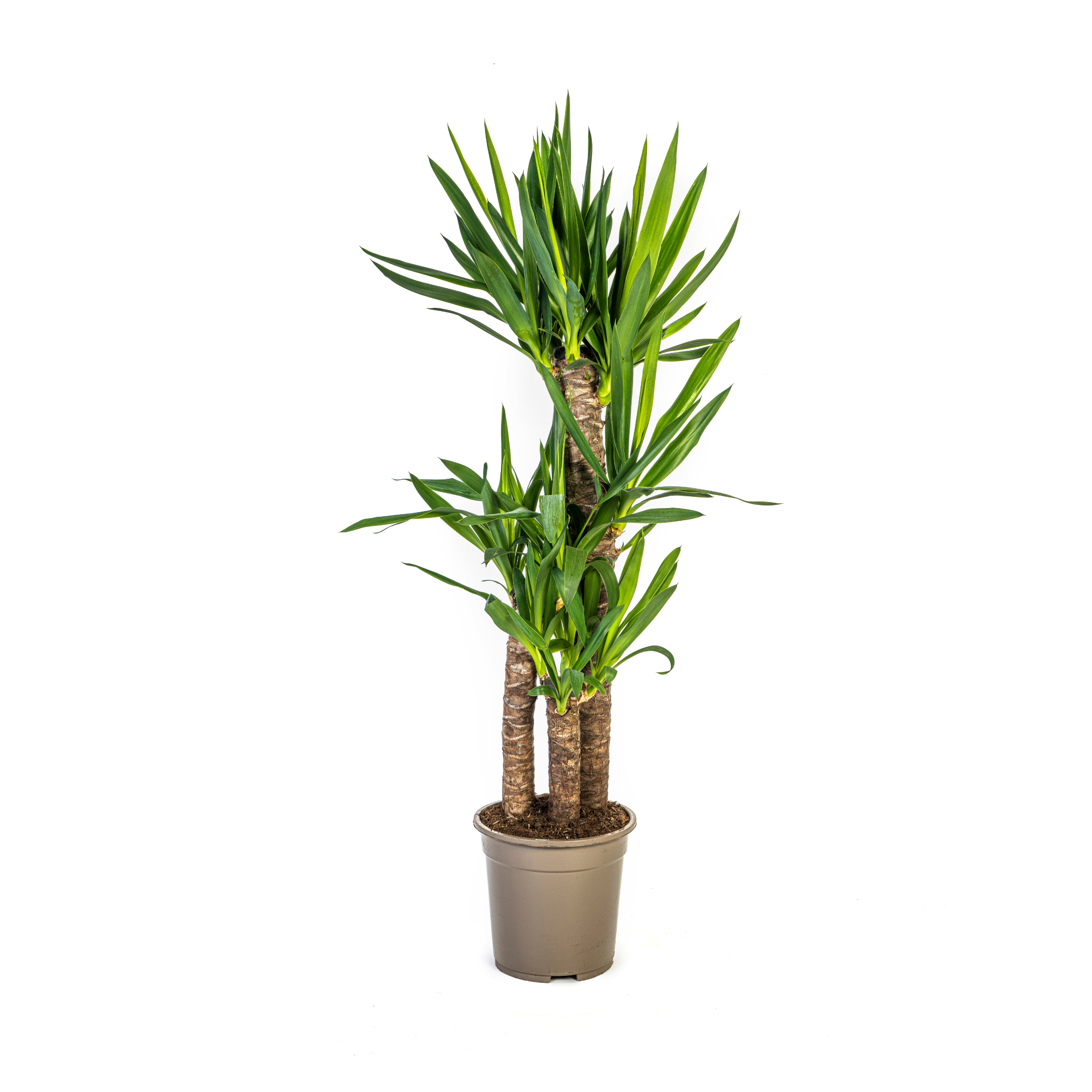 Elefantenfuß Yucca Elephantipes – Ø 21cm – ↕ 90-110cm – Zimmerpflanze