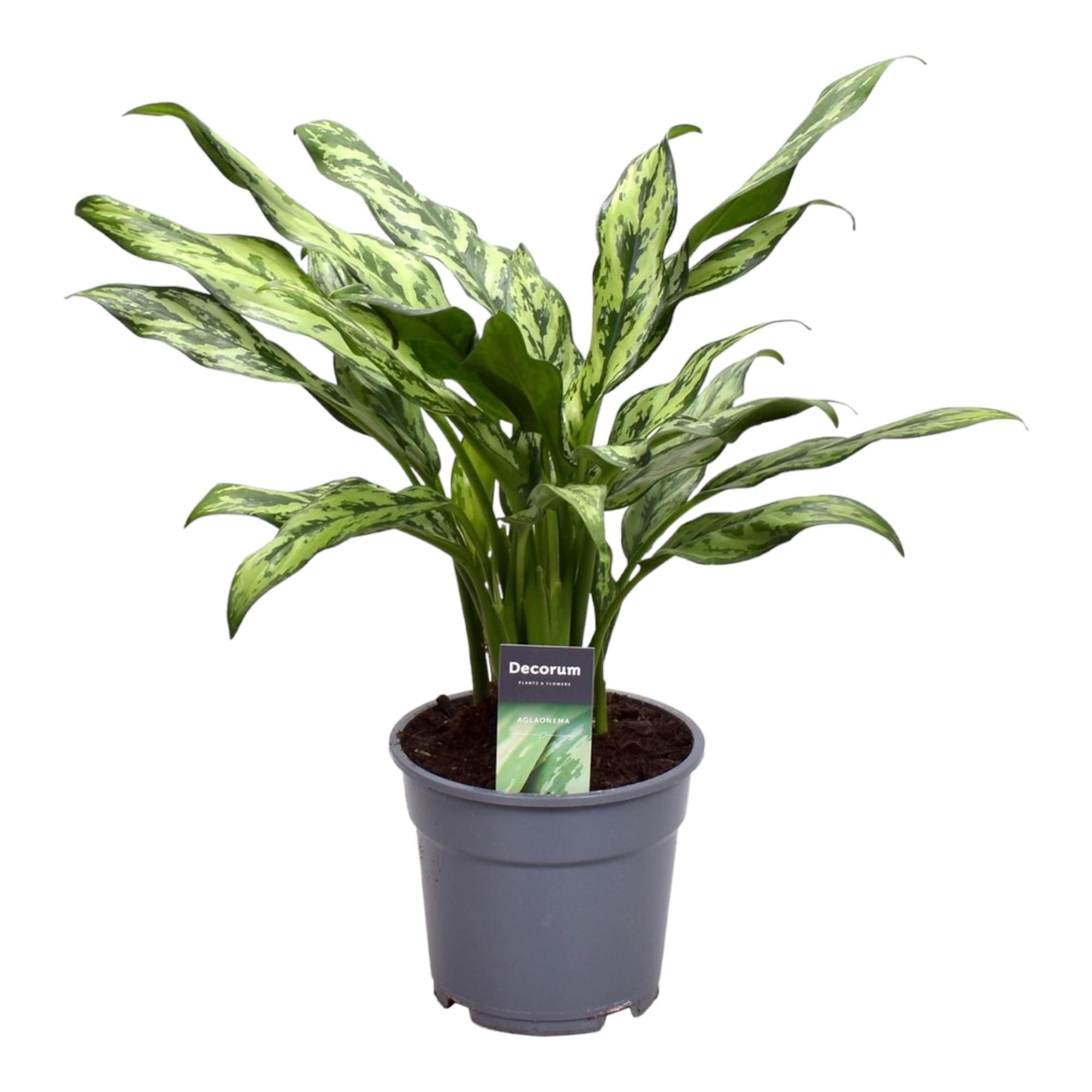Aglaonema Juliette Zimmerpflanze mit elegantem Laub