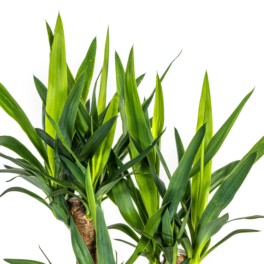 Yucca Elephantipes | Verzweigt | Pflegeleicht | Luftreinigend