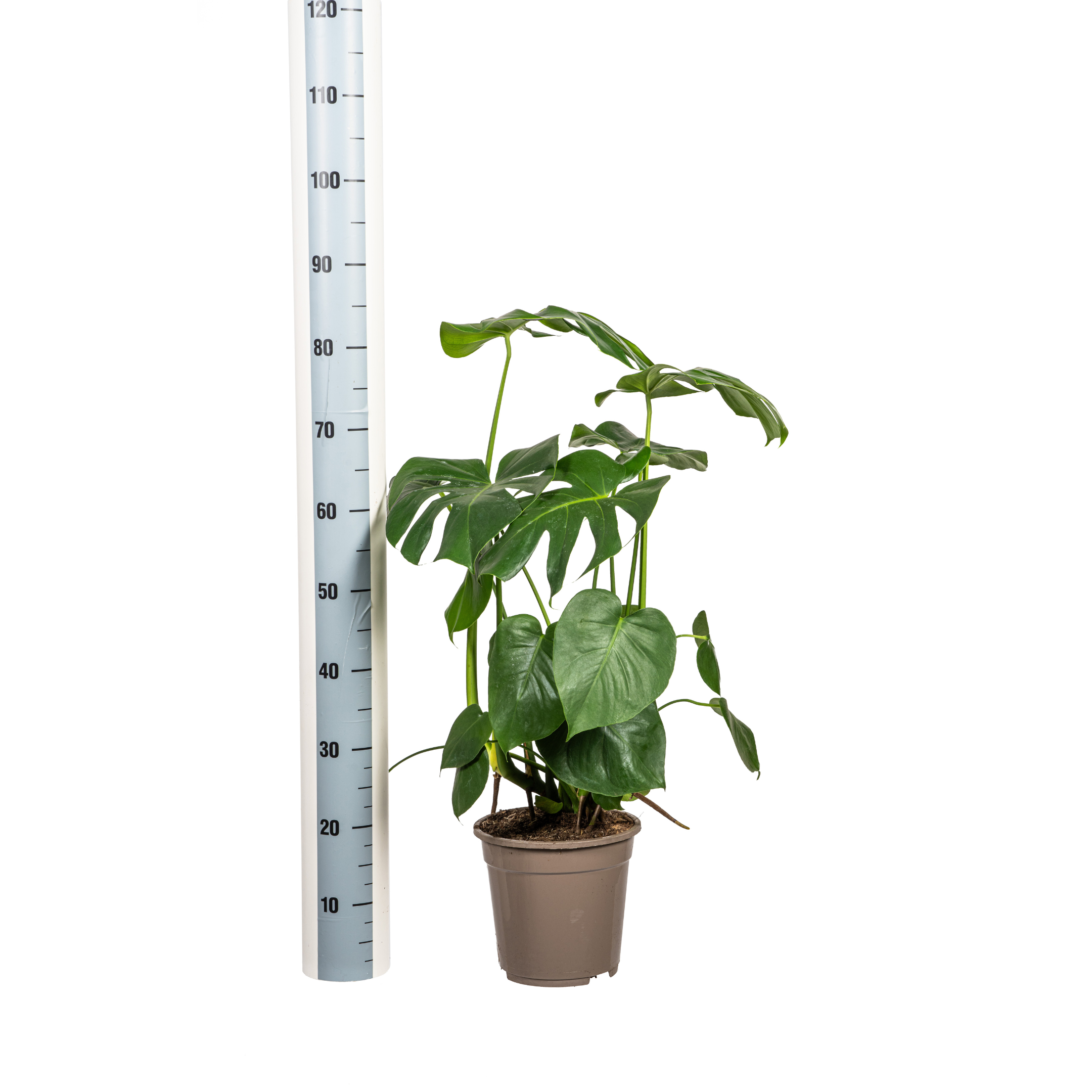 Monstera Deliciosa Tauerii | Große Zimmerpflanze | Exotisch